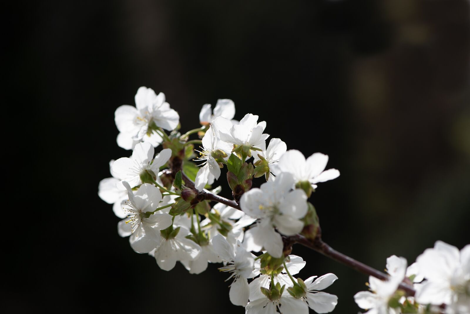 Nikon D750 sample photo. Flowers, white, branch photography
