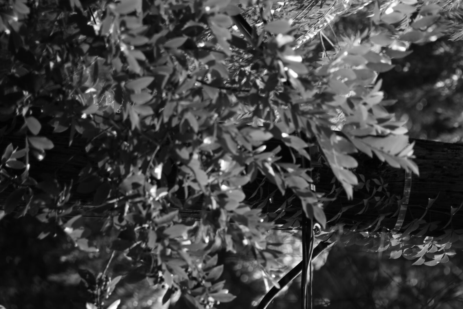 Canon EOS 7D sample photo