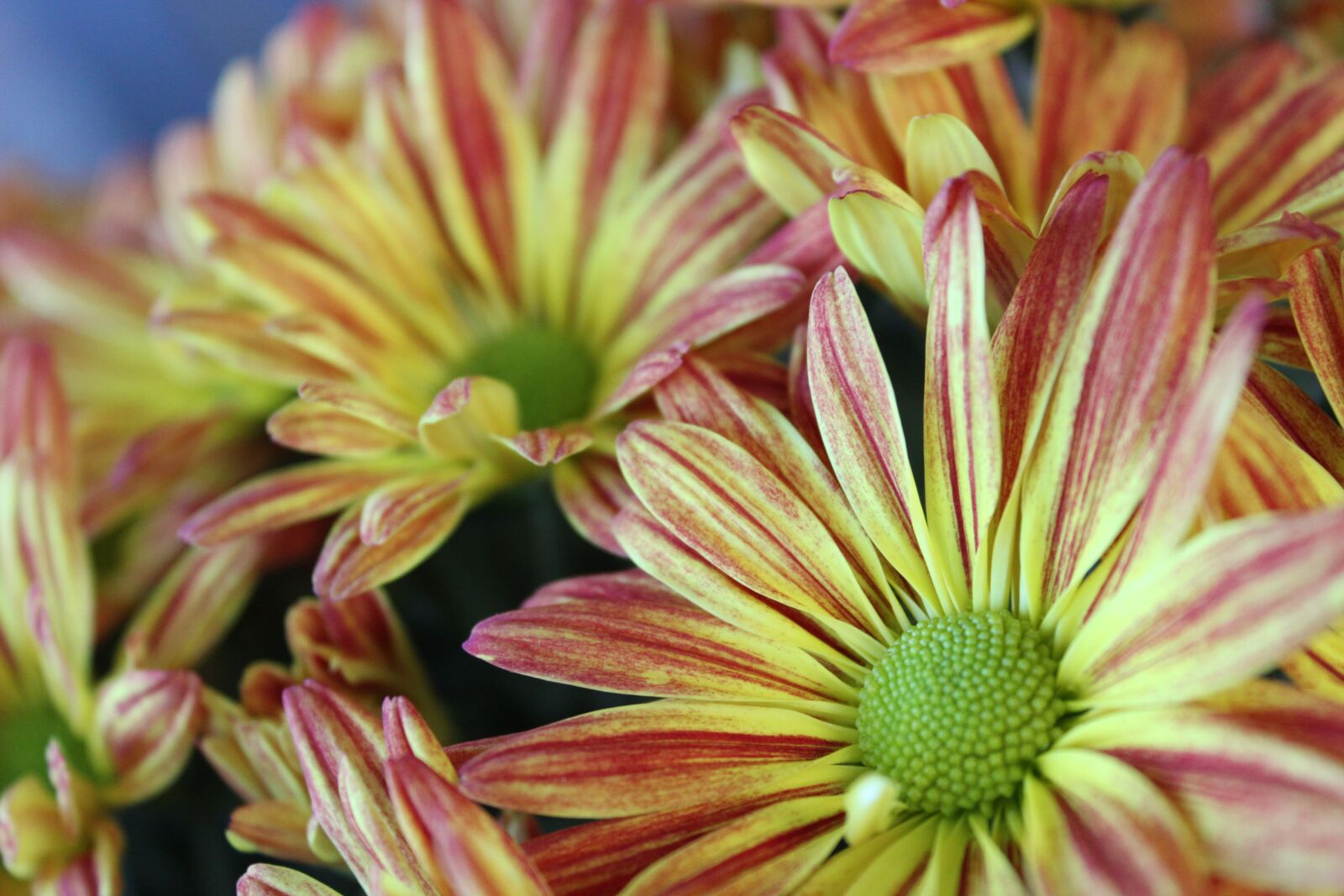Canon EOS 600D (Rebel EOS T3i / EOS Kiss X5) sample photo. Flowers, bouquet, mums photography