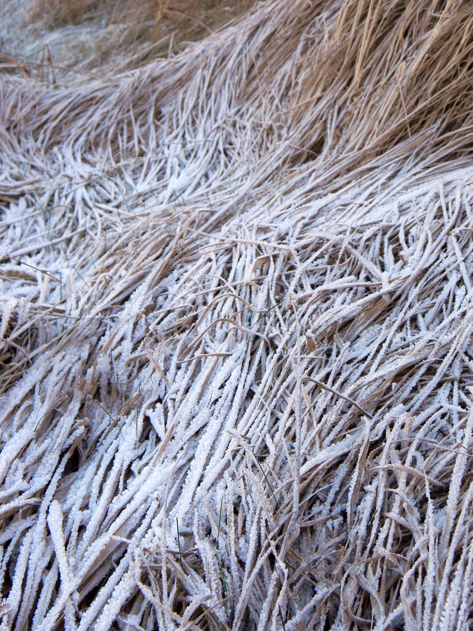 Nikon Coolpix L110 sample photo. Abstract, frost, frozen, grass photography