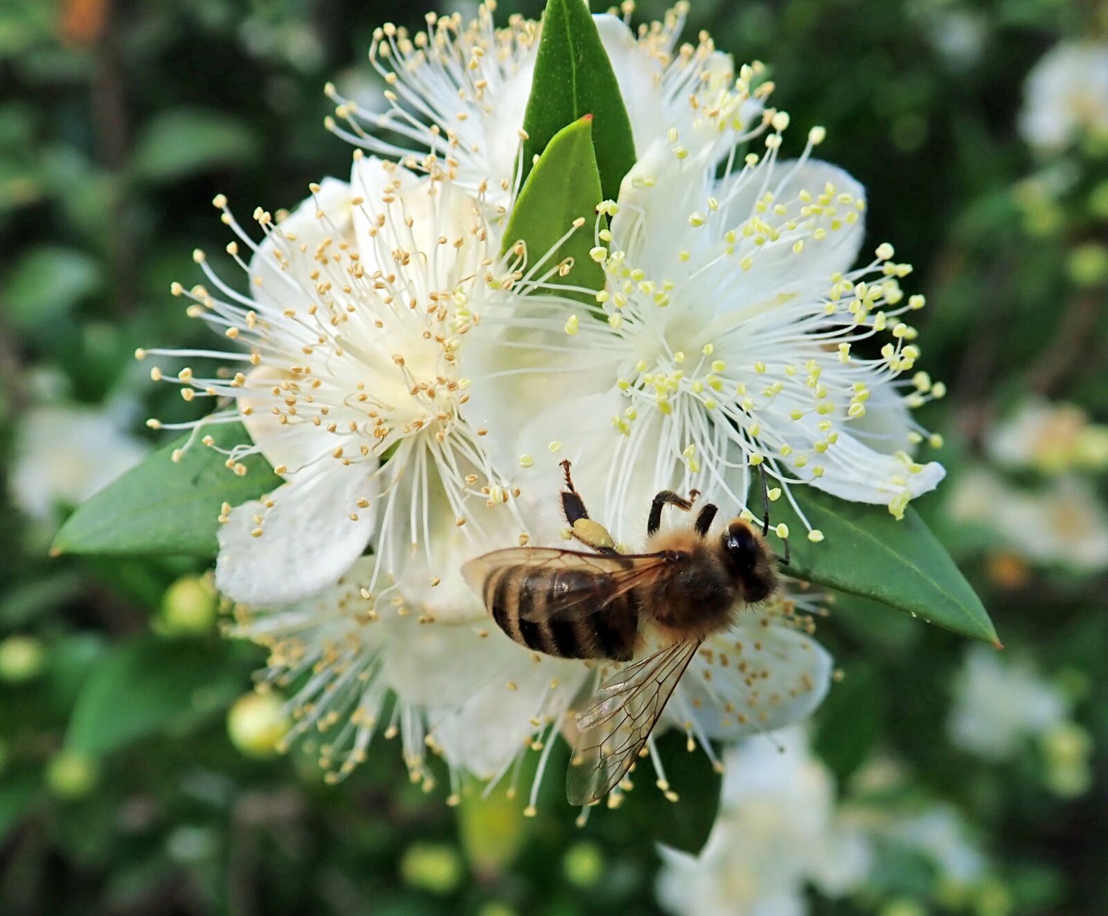 Olympus TG-5 sample photo. Bee, insect, flower photography
