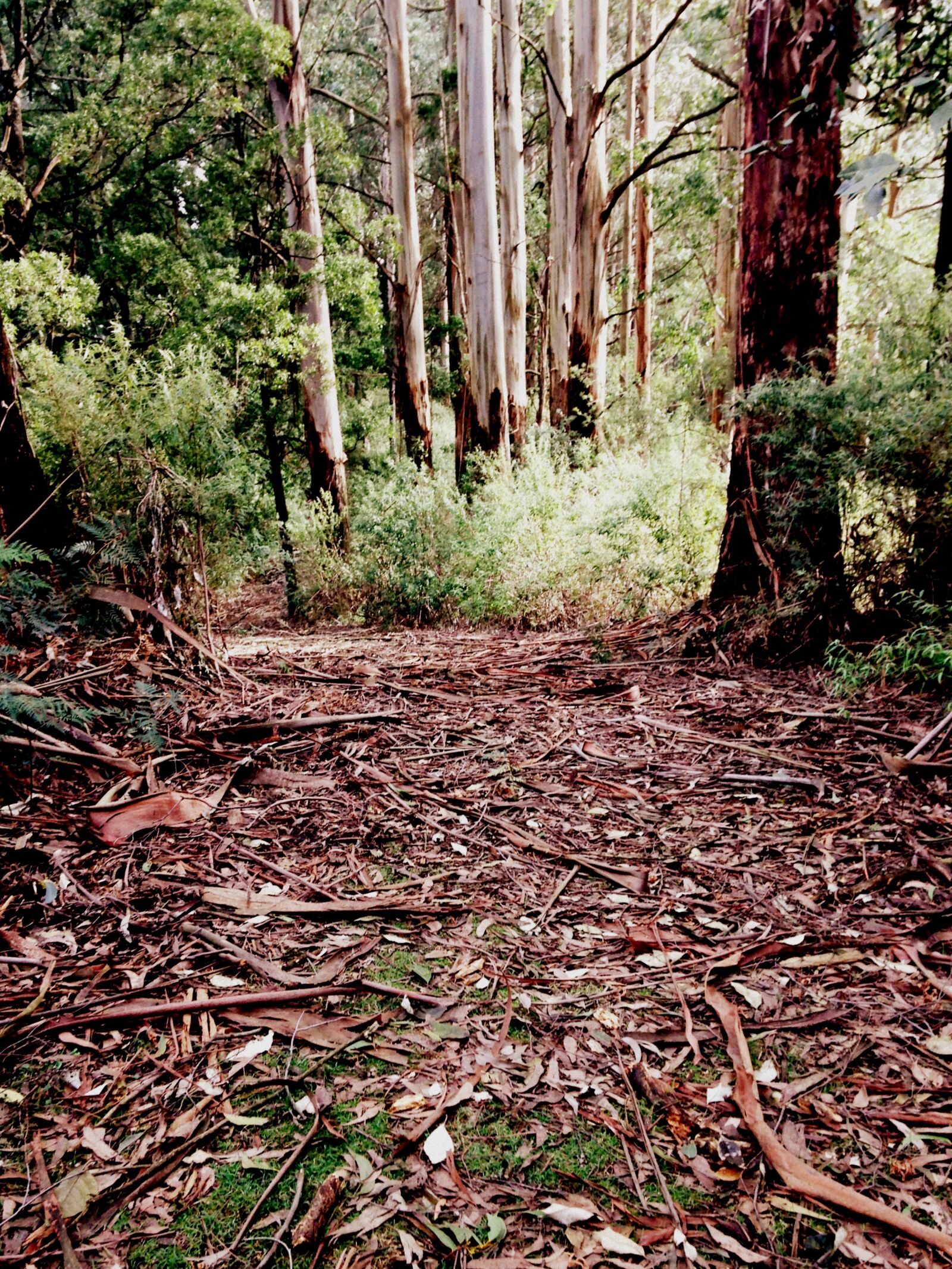 Apple iPhone 5c sample photo. Bush, bushes, forest, leaves photography