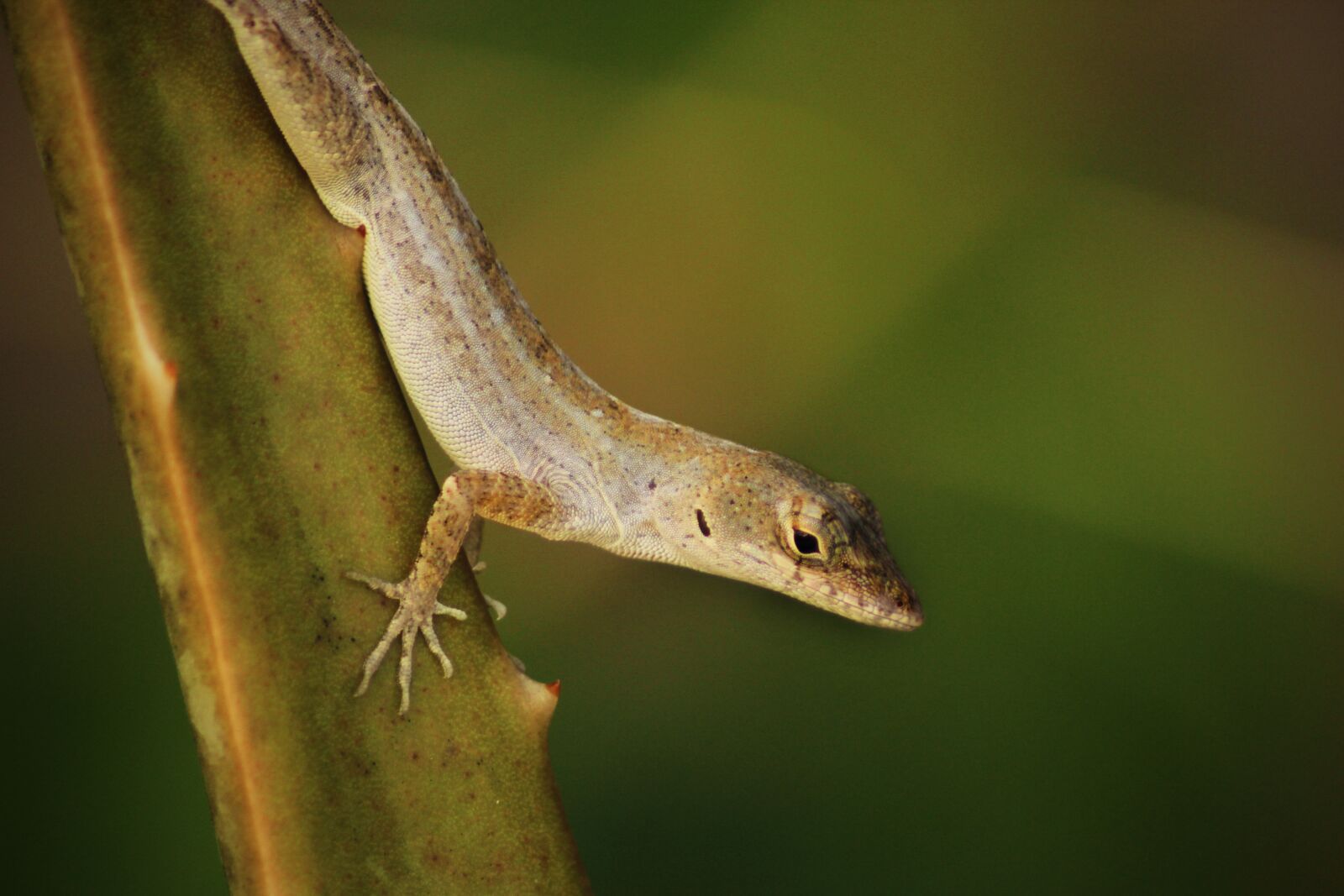 Canon EOS 600D (Rebel EOS T3i / EOS Kiss X5) sample photo. Salamander, reptile, lizard photography