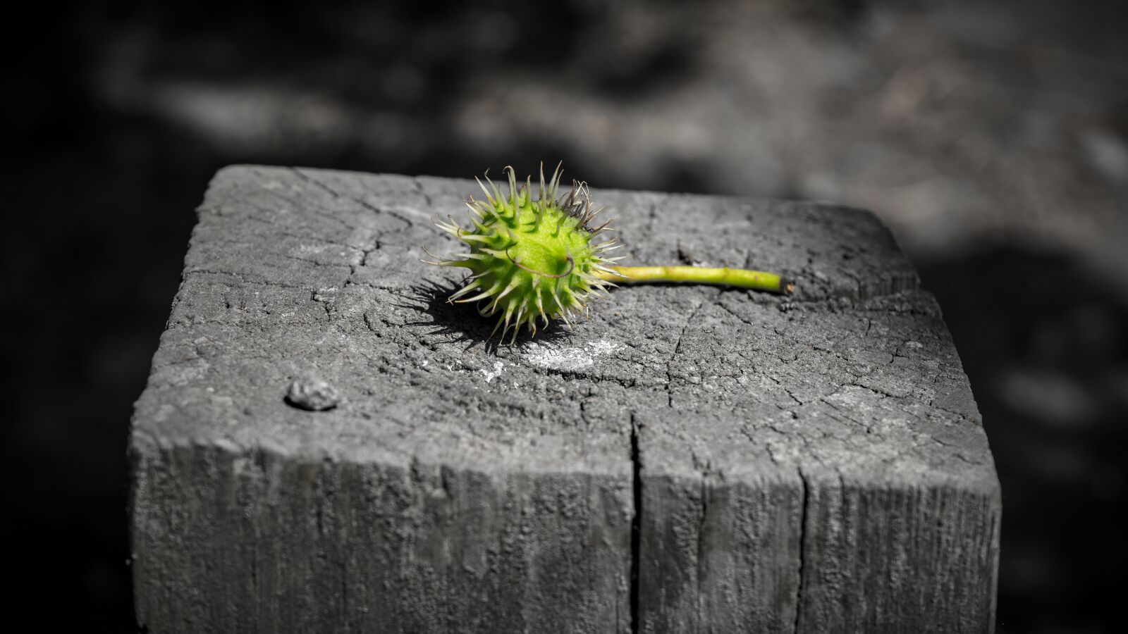 Sony a7 II + Sony FE 28-70mm F3.5-5.6 OSS sample photo. Chestnut, green, spur photography