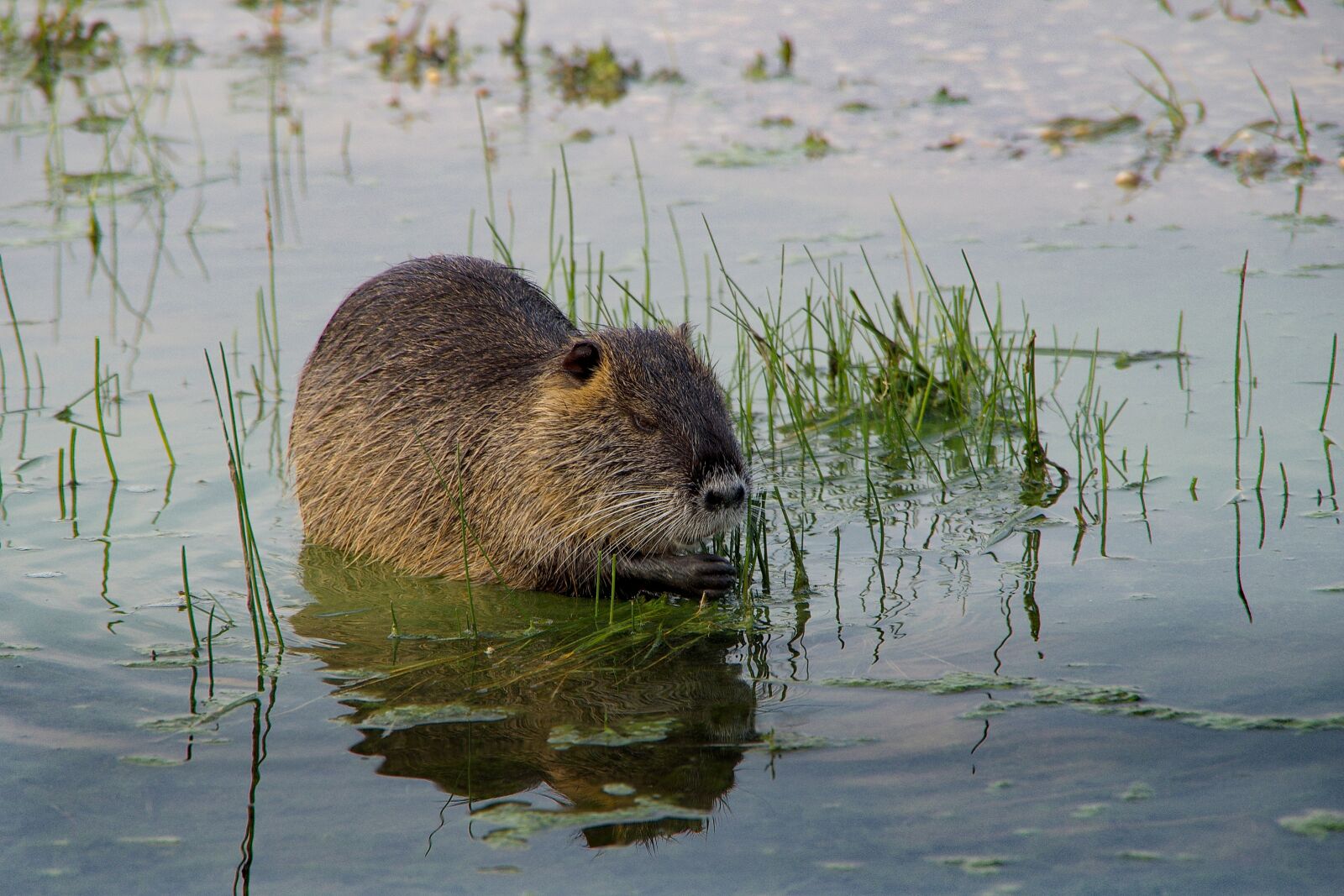 Pentax K-30 sample photo. Nutria, animal, rodent photography