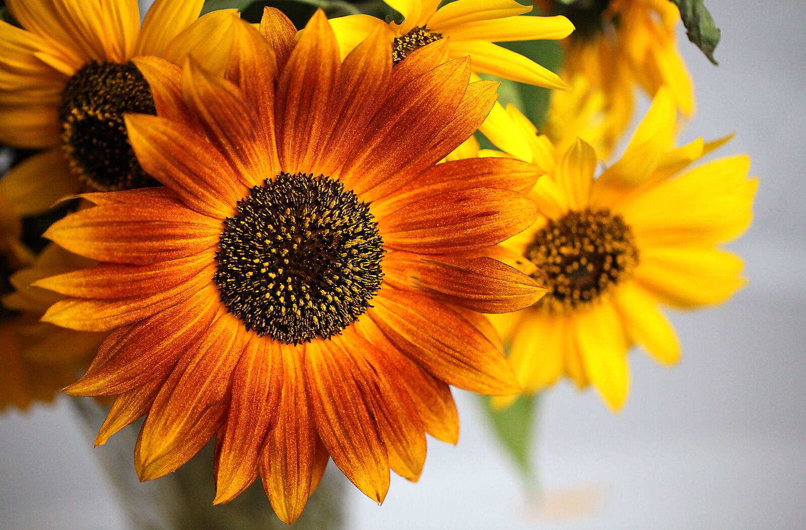 Canon EOS 5D Mark II sample photo. Sunflower, ornamental sunflower, flower photography