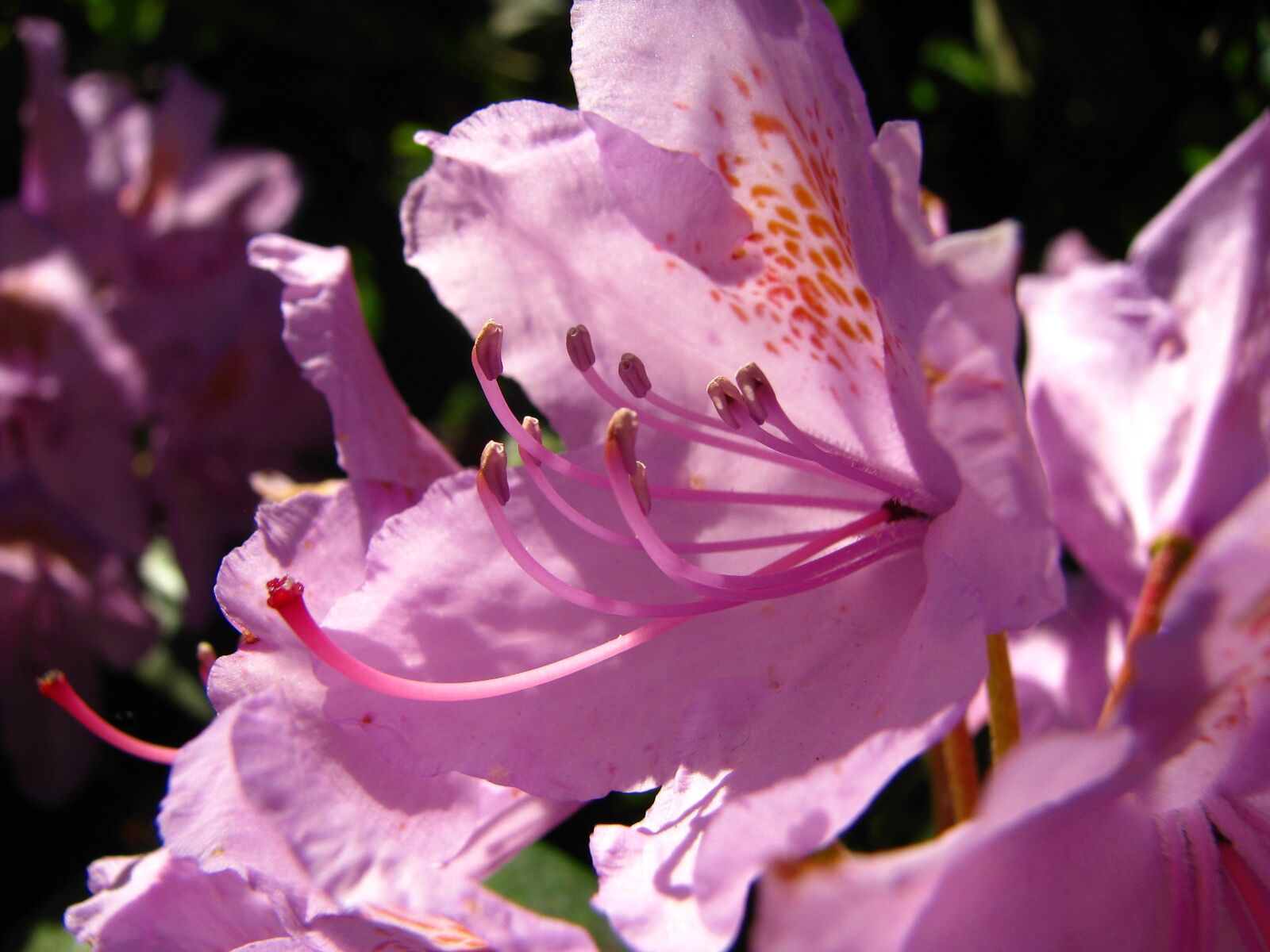 Canon POWERSHOT S5 IS sample photo. Flower, nature, plant photography
