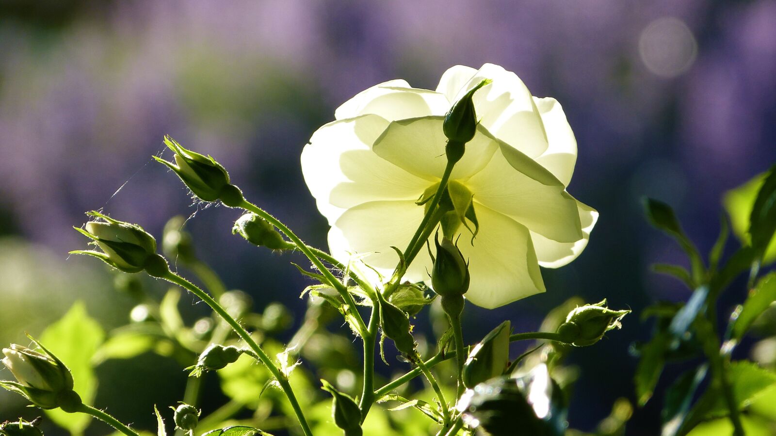 Panasonic Lumix DMC-FZ150 sample photo. Rose, rose bloom, light photography