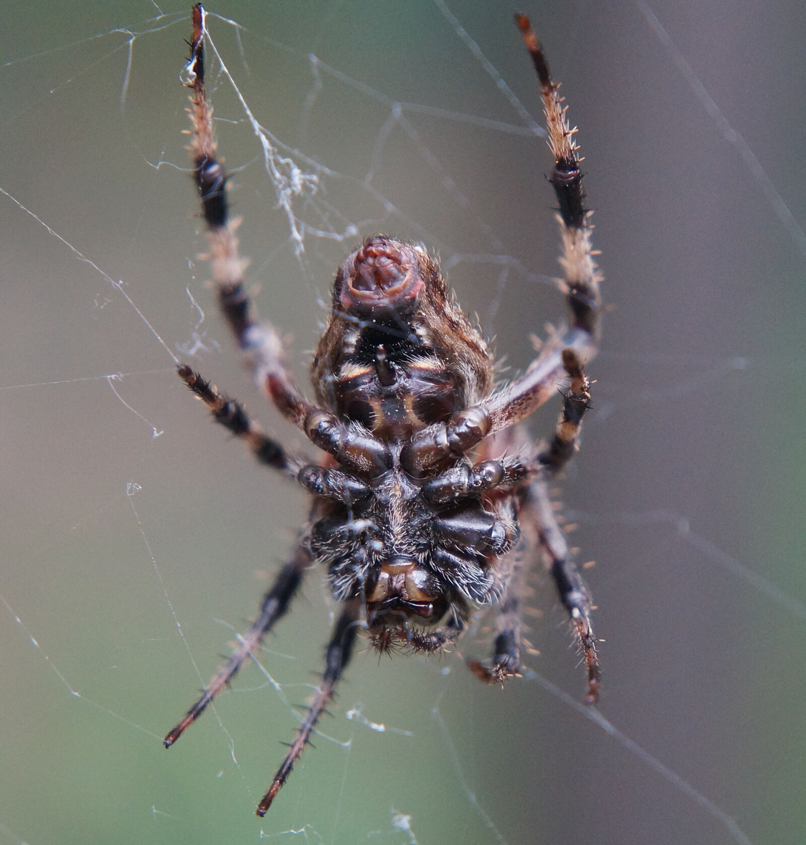 Sony Alpha NEX-5T sample photo. Wolf spider underside, wolf photography