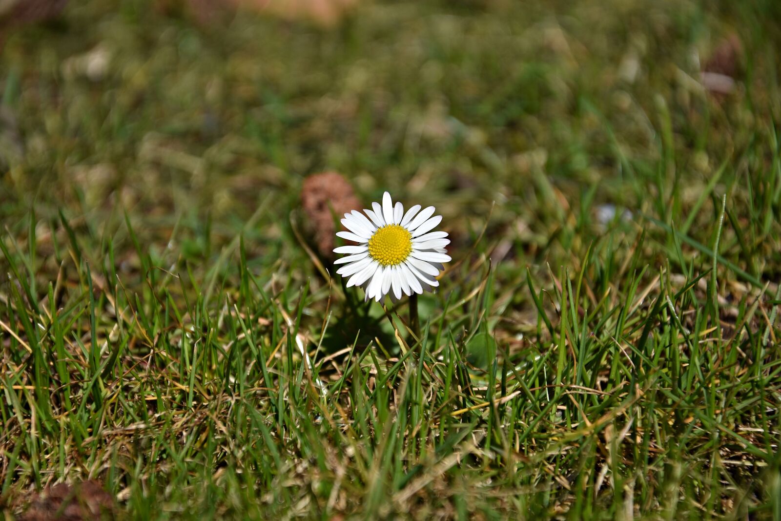 Nikon D3400 sample photo. Nature, grass, plant photography
