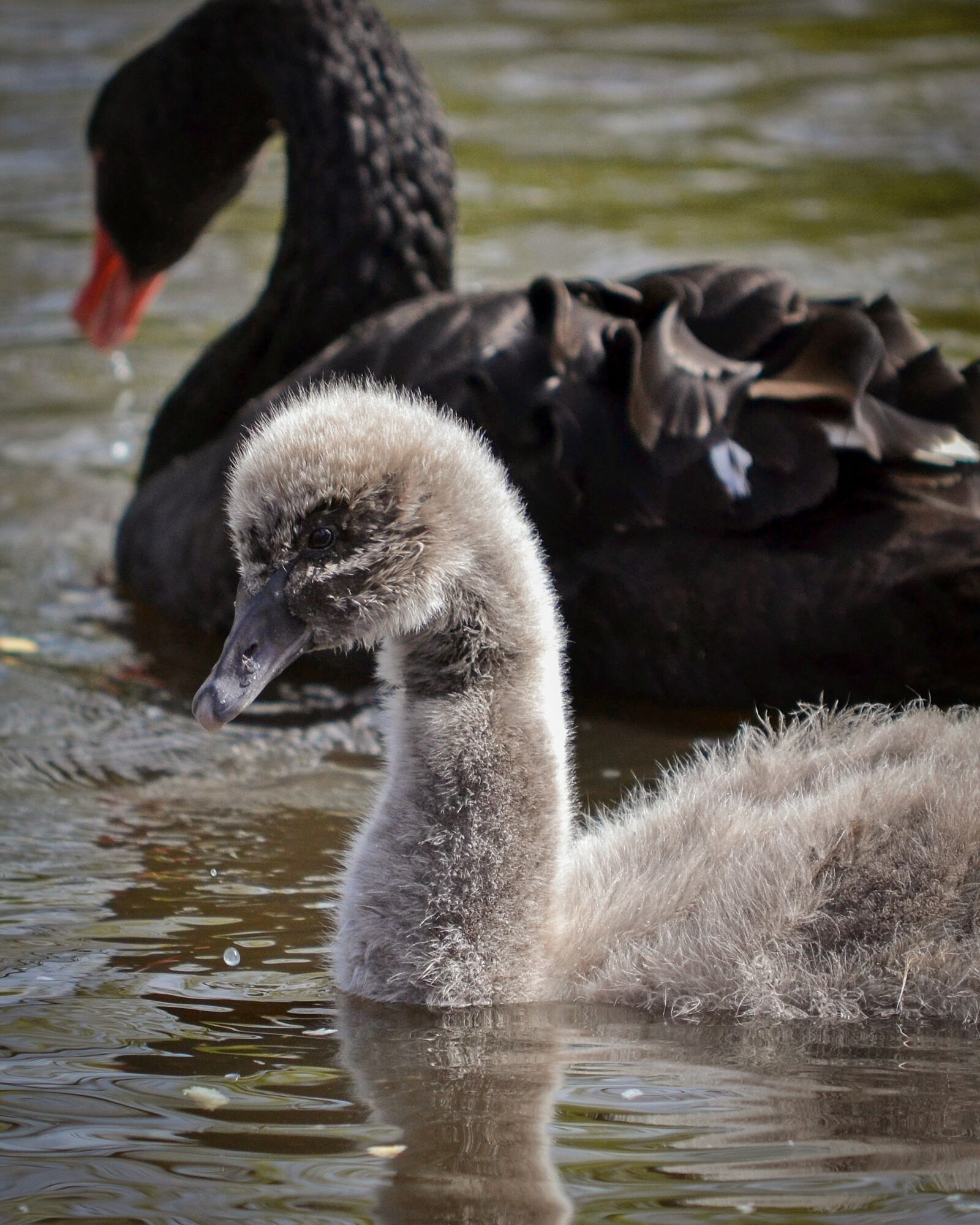 Nikon D3100 sample photo. Swan, signet, young photography
