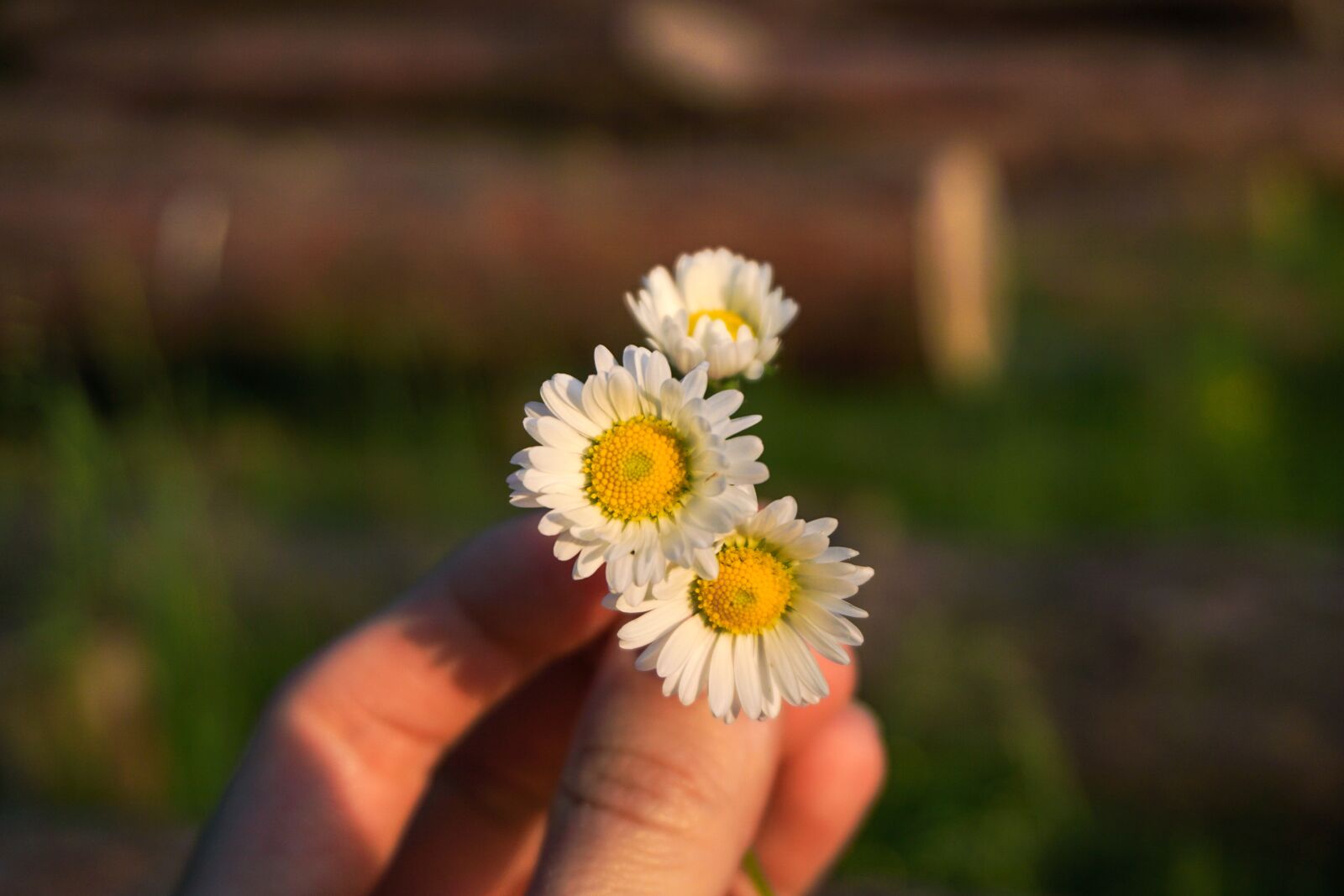 Sony a6000 sample photo. Flower, chamomile, plant photography