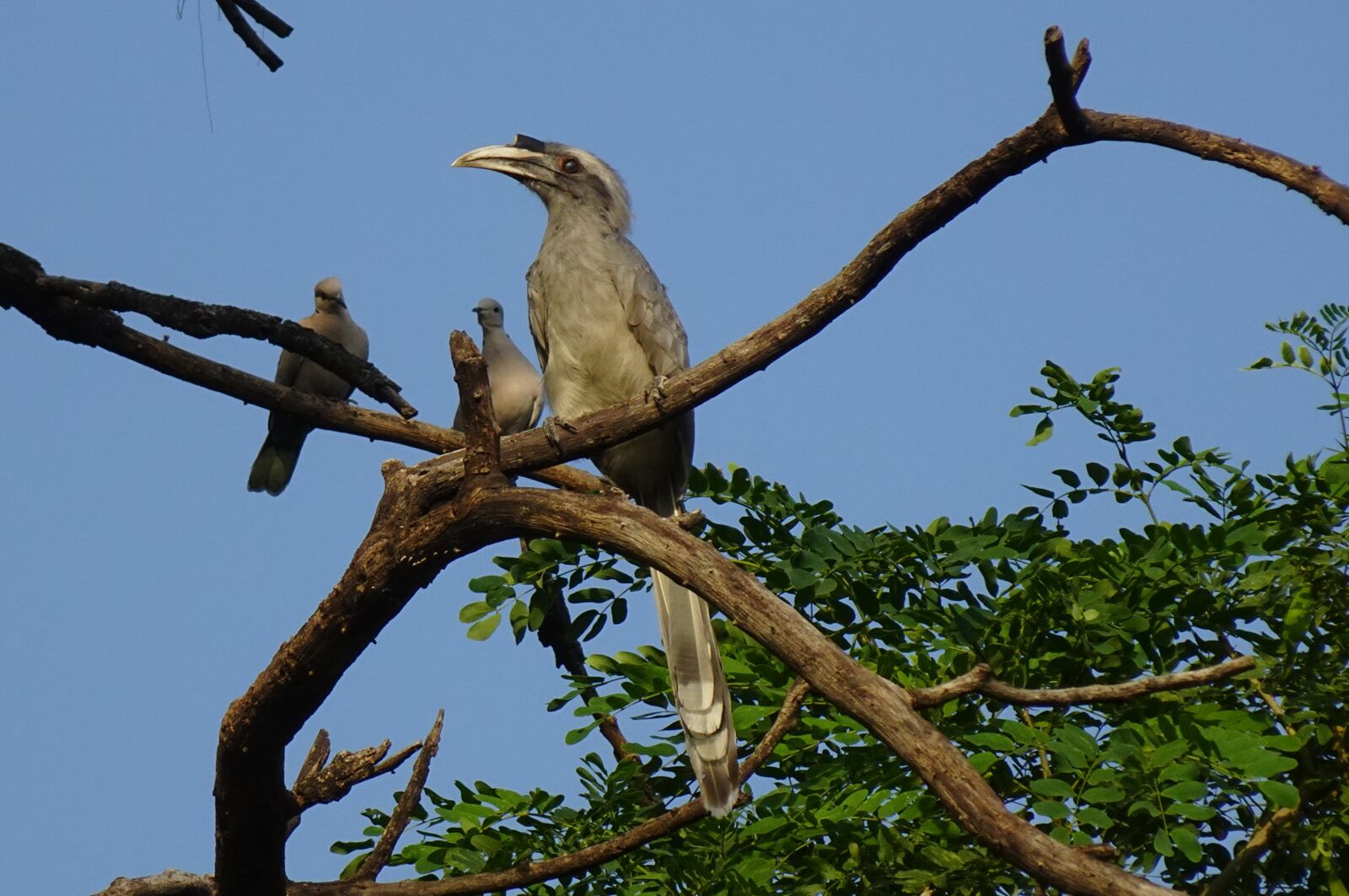 Sony DSC-WX800 sample photo. Bird, hornbill, indian photography