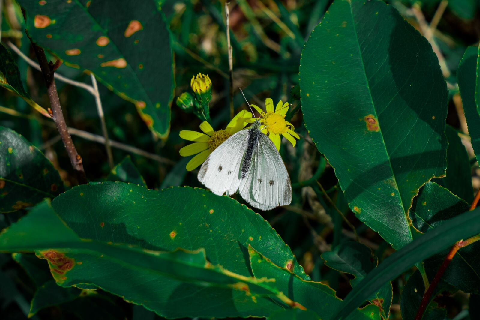 Nikon D3300 sample photo. Butterflies, leaves, nature photography