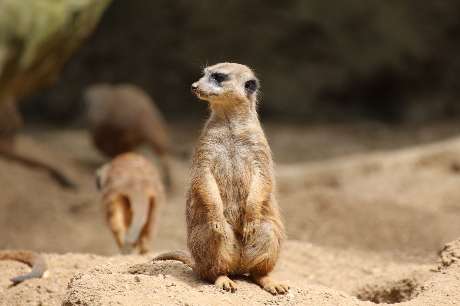Canon EOS 650D (EOS Rebel T4i / EOS Kiss X6i) sample photo. Meerkat, lonely, sand photography