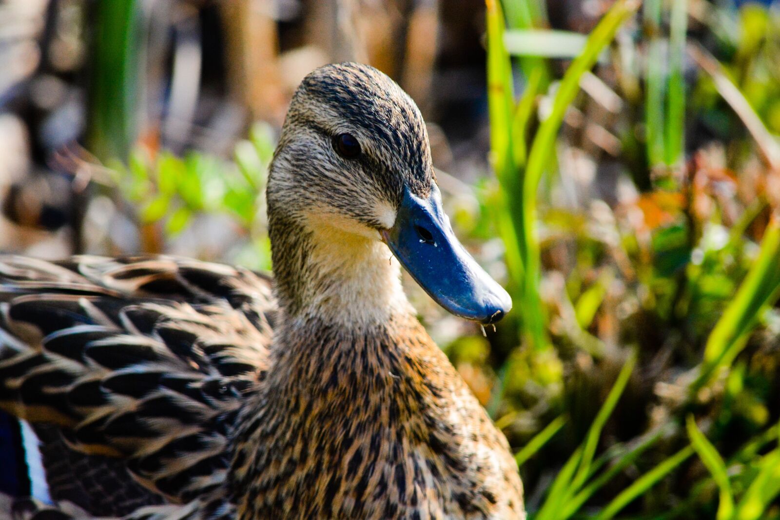 Nikon D5200 sample photo. Duck, bird, animal photography