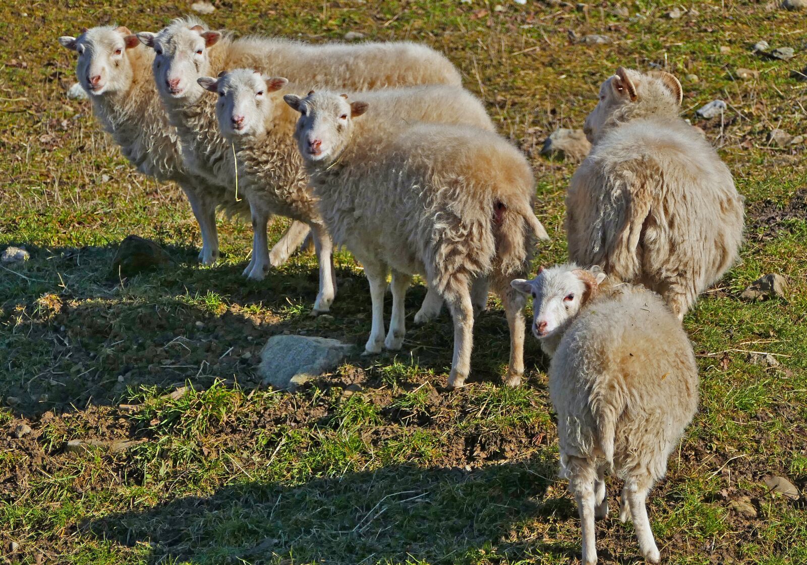 Panasonic Lumix DMC-FZ1000 sample photo. Agriculture, nature, animals photography