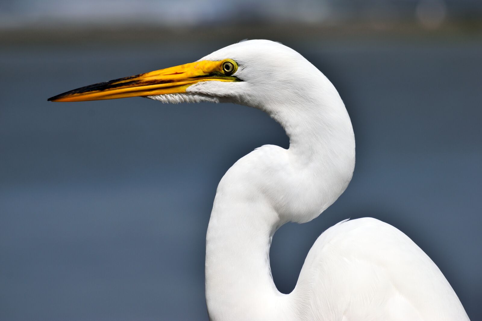 Nikon D3300 sample photo. Bird, wildlife, water photography