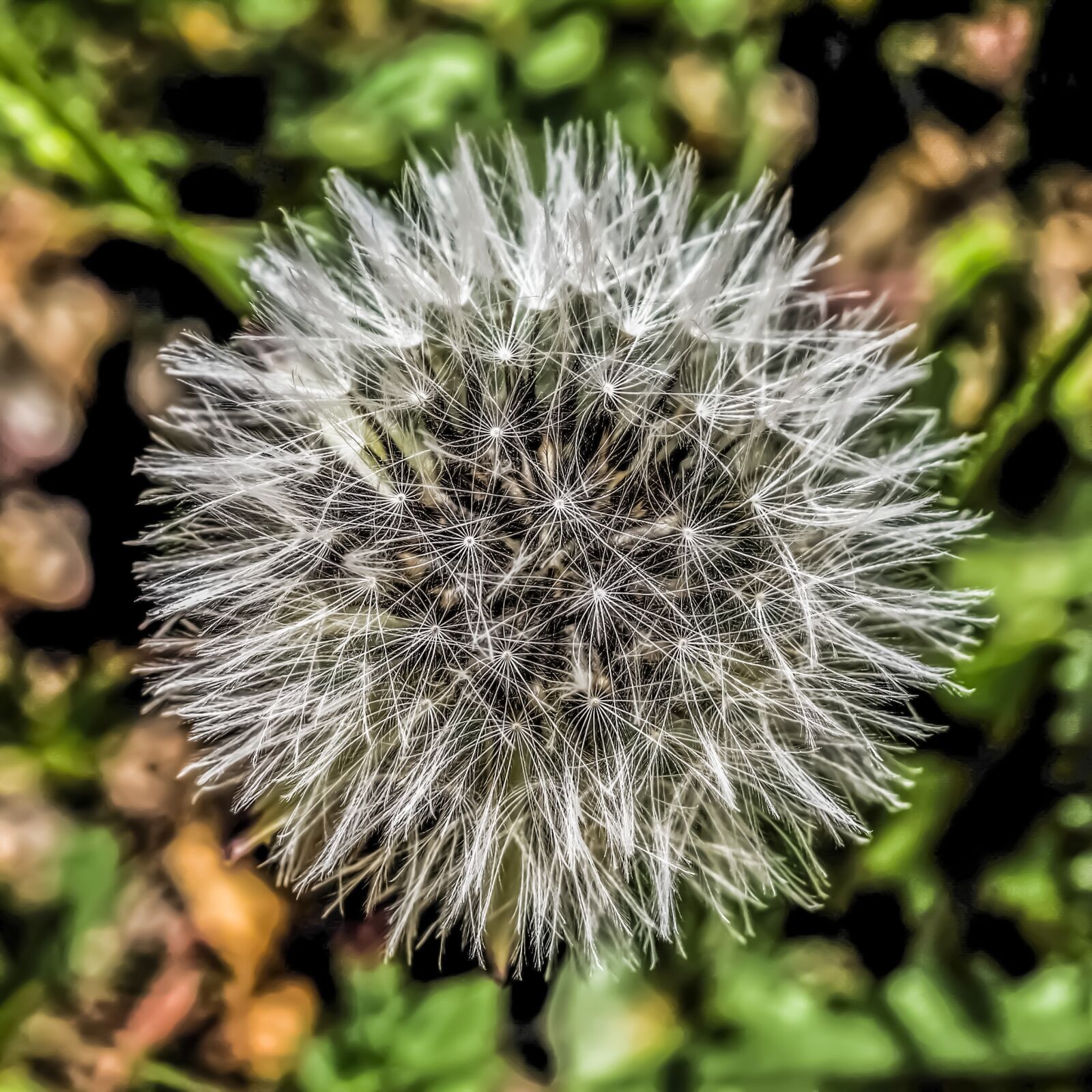 Nikon D3300 sample photo. Plant, nature, fragile photography