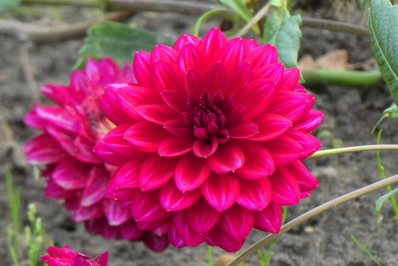 Panasonic Lumix DC-ZS70 (Lumix DC-TZ90) sample photo. Dahlia, flower, bloom photography