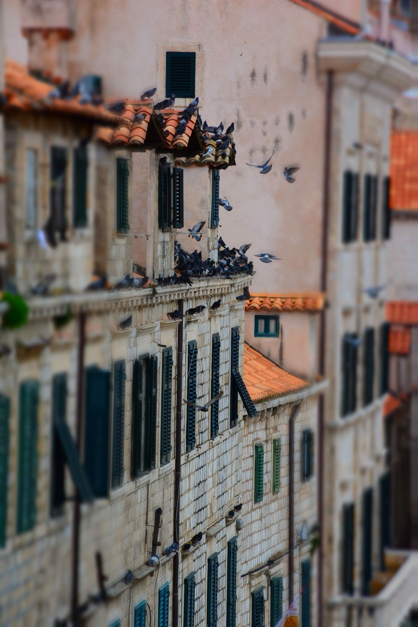 Nikon D7100 sample photo. Pigeons, dubrovnik, old town photography