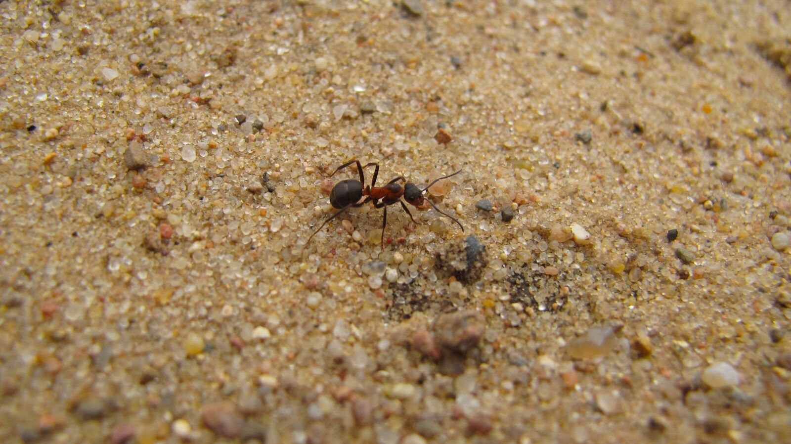 6.1 - 30.5 mm sample photo. Ant, macro, nature photography