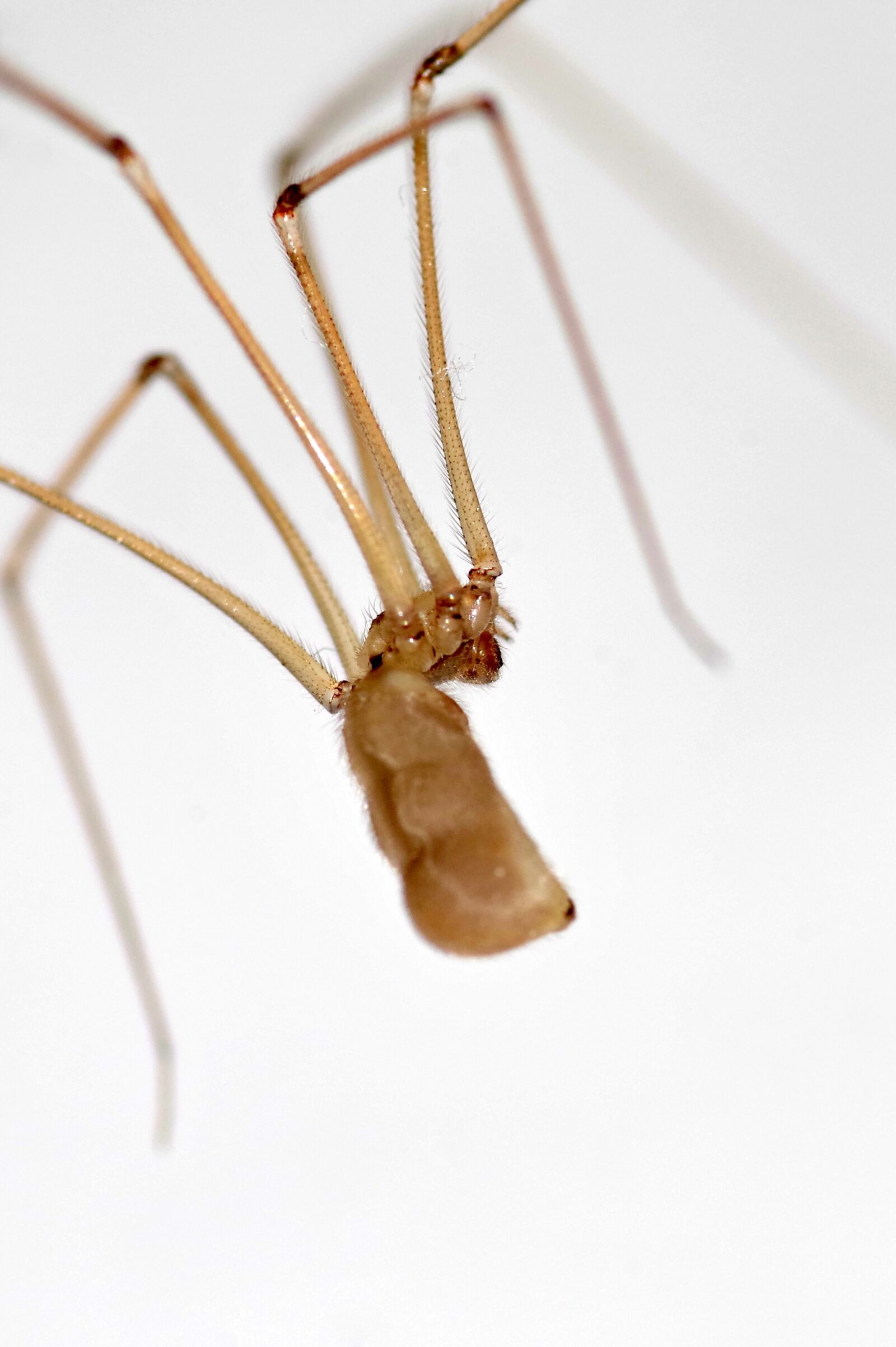 Pentax K-S2 sample photo. Spider, long legs, nasosznik photography