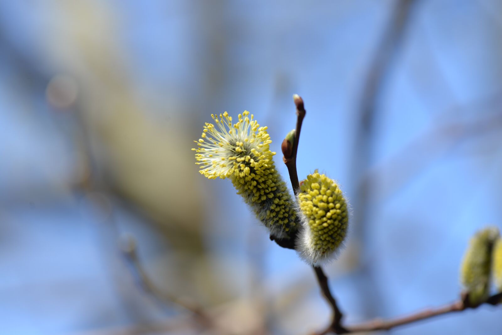 Nikon D610 sample photo. Palm kitten, blossomed, willow photography
