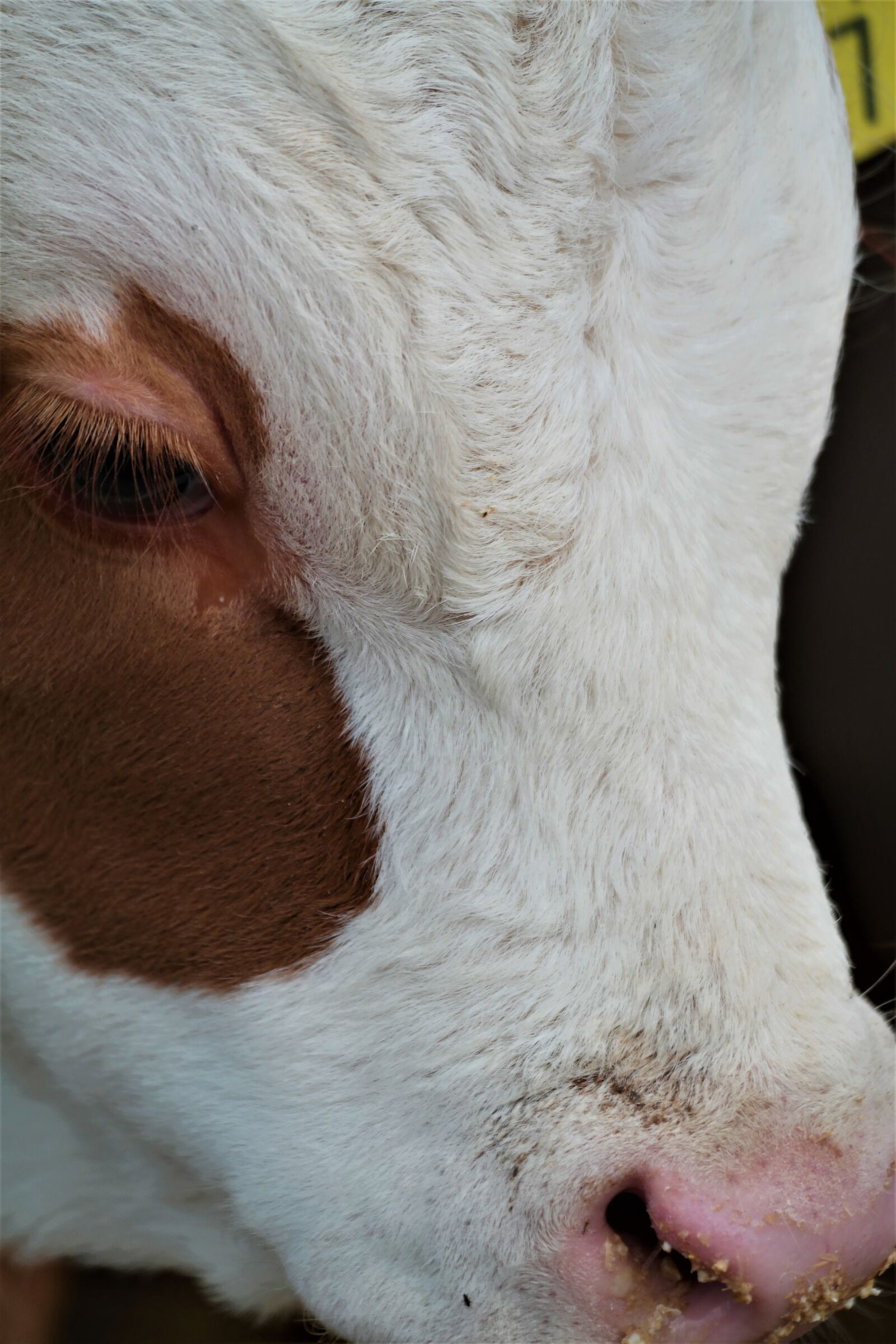 Samsung NX30 + NX 50-200mm F4-5.6 sample photo. Beef, calf, young animal photography