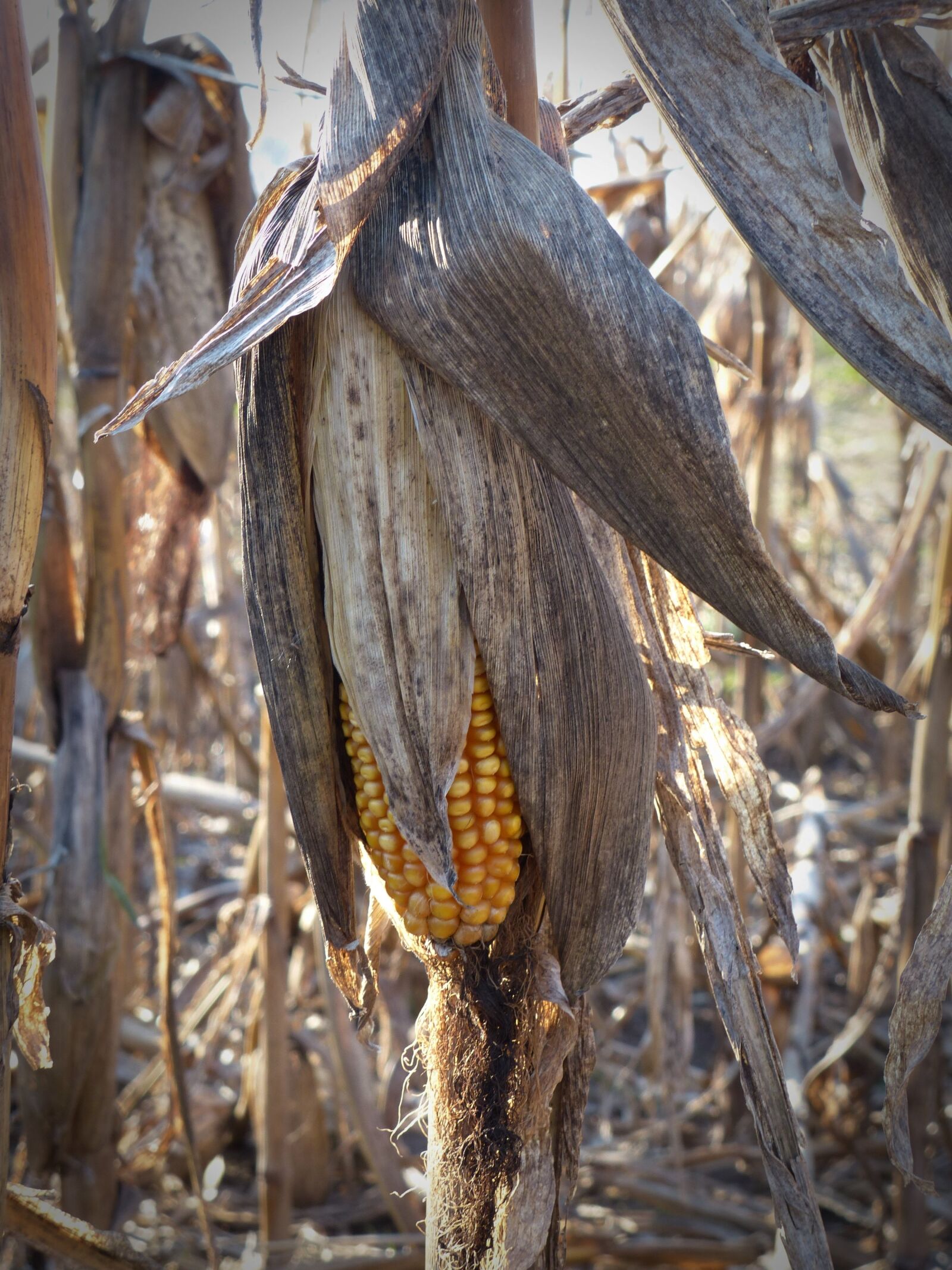Panasonic Lumix DMC-FZ200 sample photo. Corn, dry, corn on photography