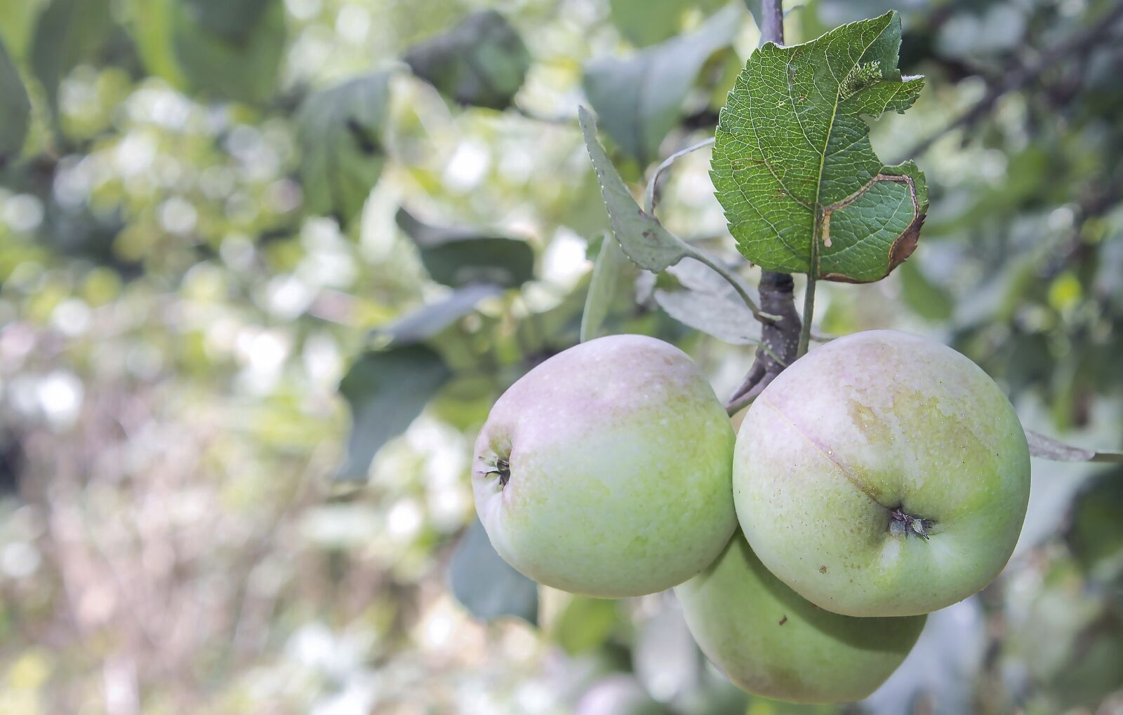 Canon EOS 1100D (EOS Rebel T3 / EOS Kiss X50) sample photo. Apple, nature, fruit photography