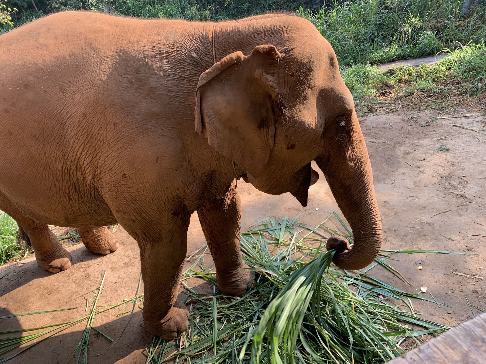 Apple iPhone XR sample photo. Elephants, thailand, grazing photography
