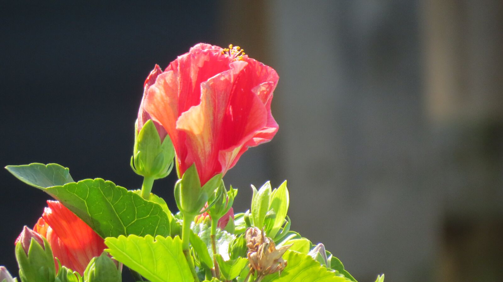 Canon PowerShot SX50 HS sample photo. Flower, hibiscus, floral photography