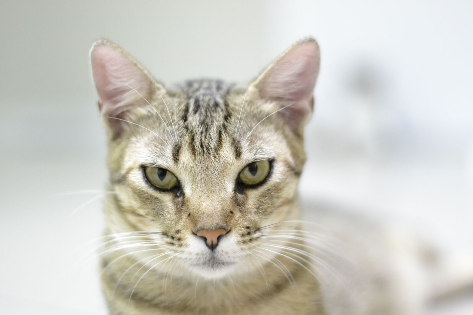 Nikon D3100 sample photo. Cute, cat, small photography