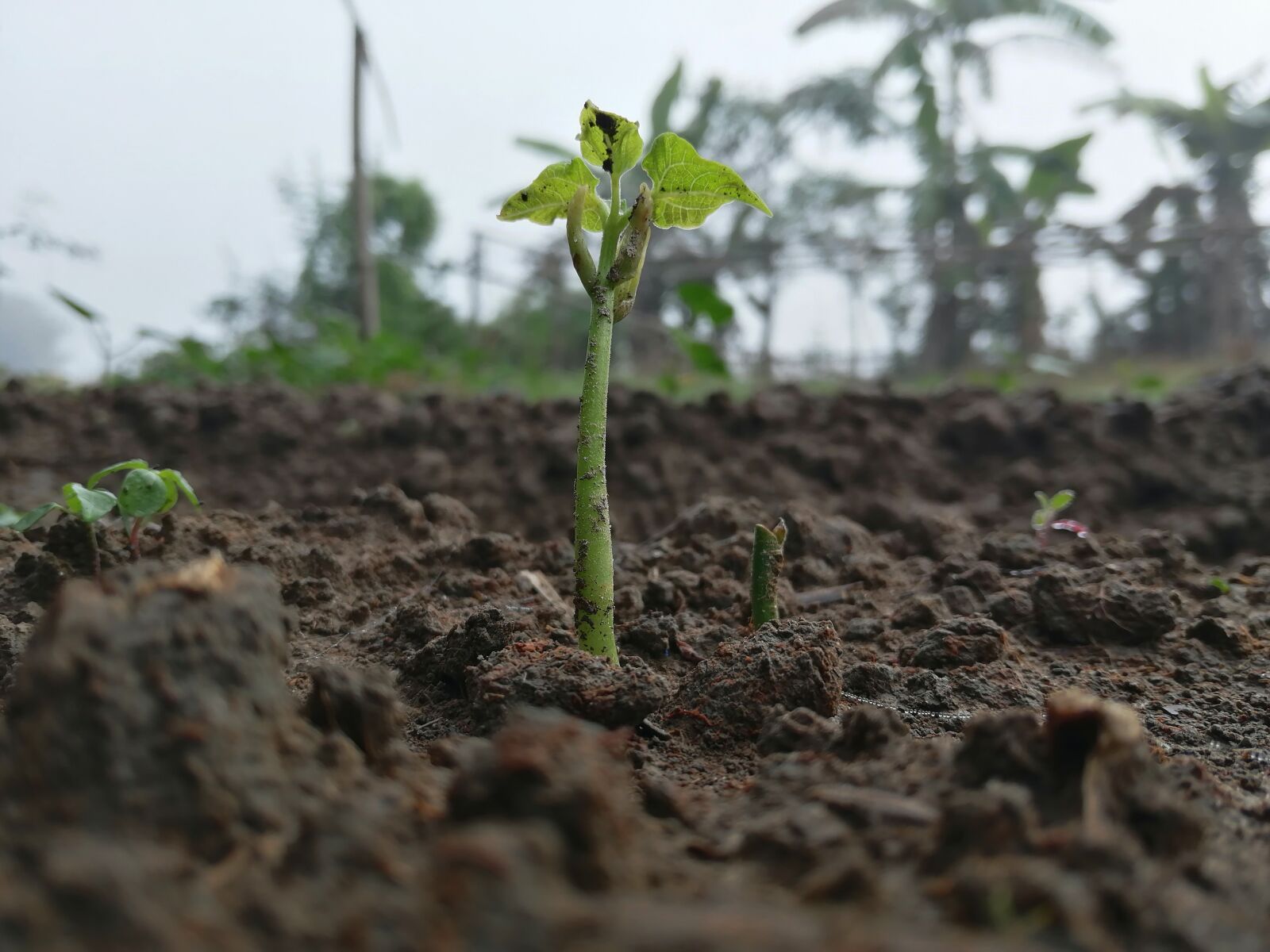 HUAWEI Honor 8x sample photo. Plants, ecosystem, earth photography