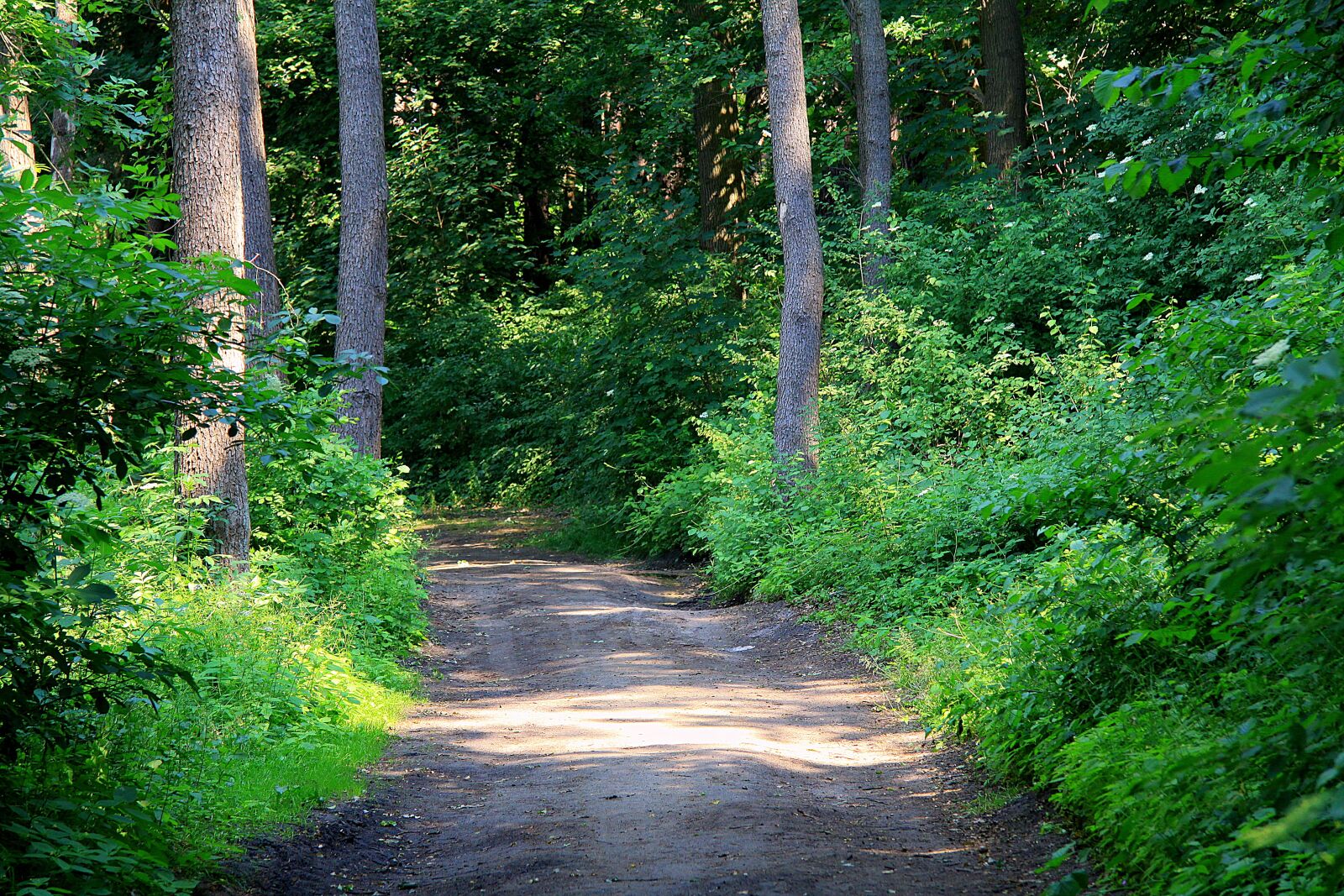 Canon EOS 50D sample photo. Forest, trail forest, tourism photography