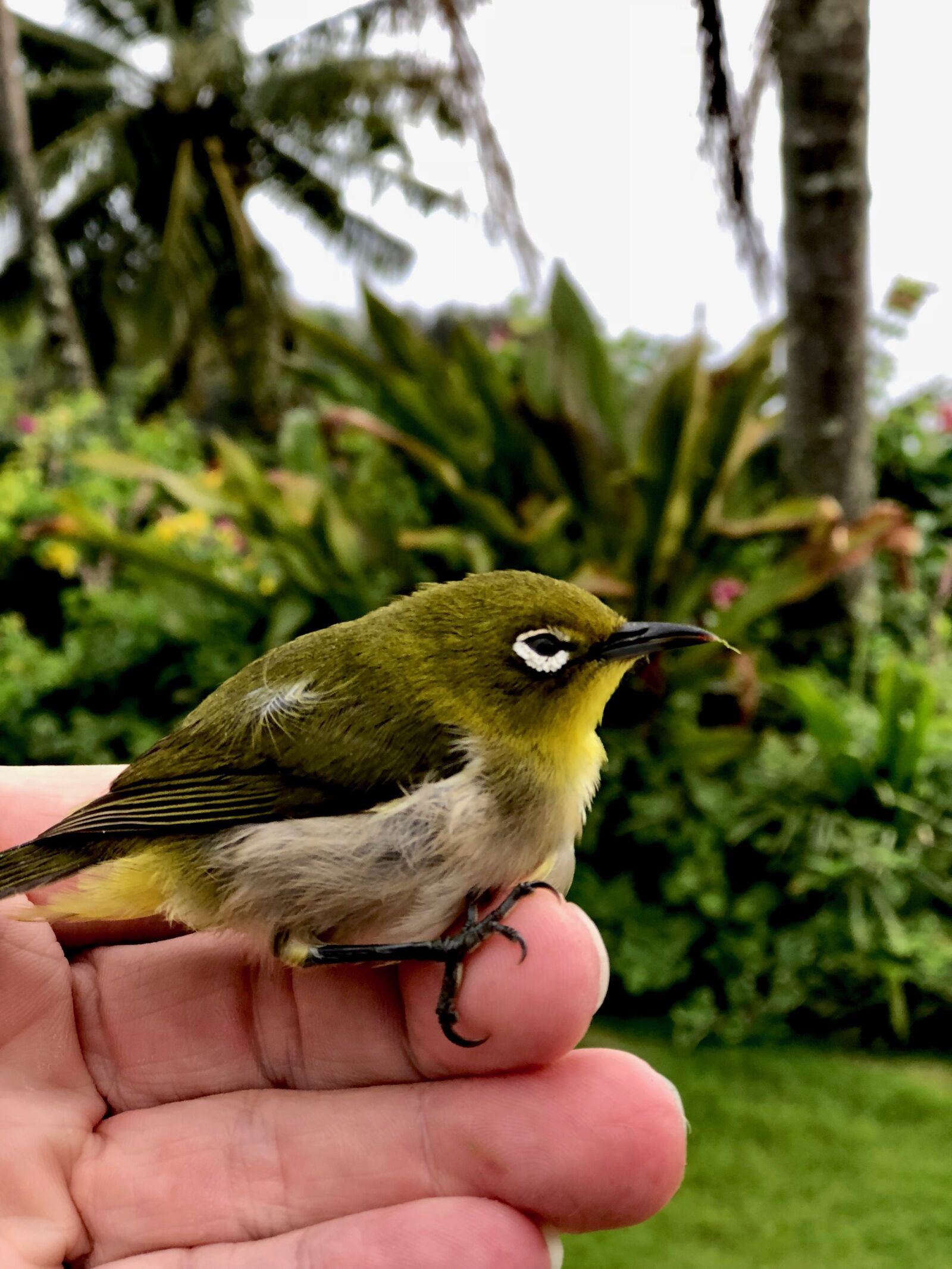 iPhone 8 Plus back dual camera 6.6mm f/2.8 sample photo. Bird, nature, tropical photography