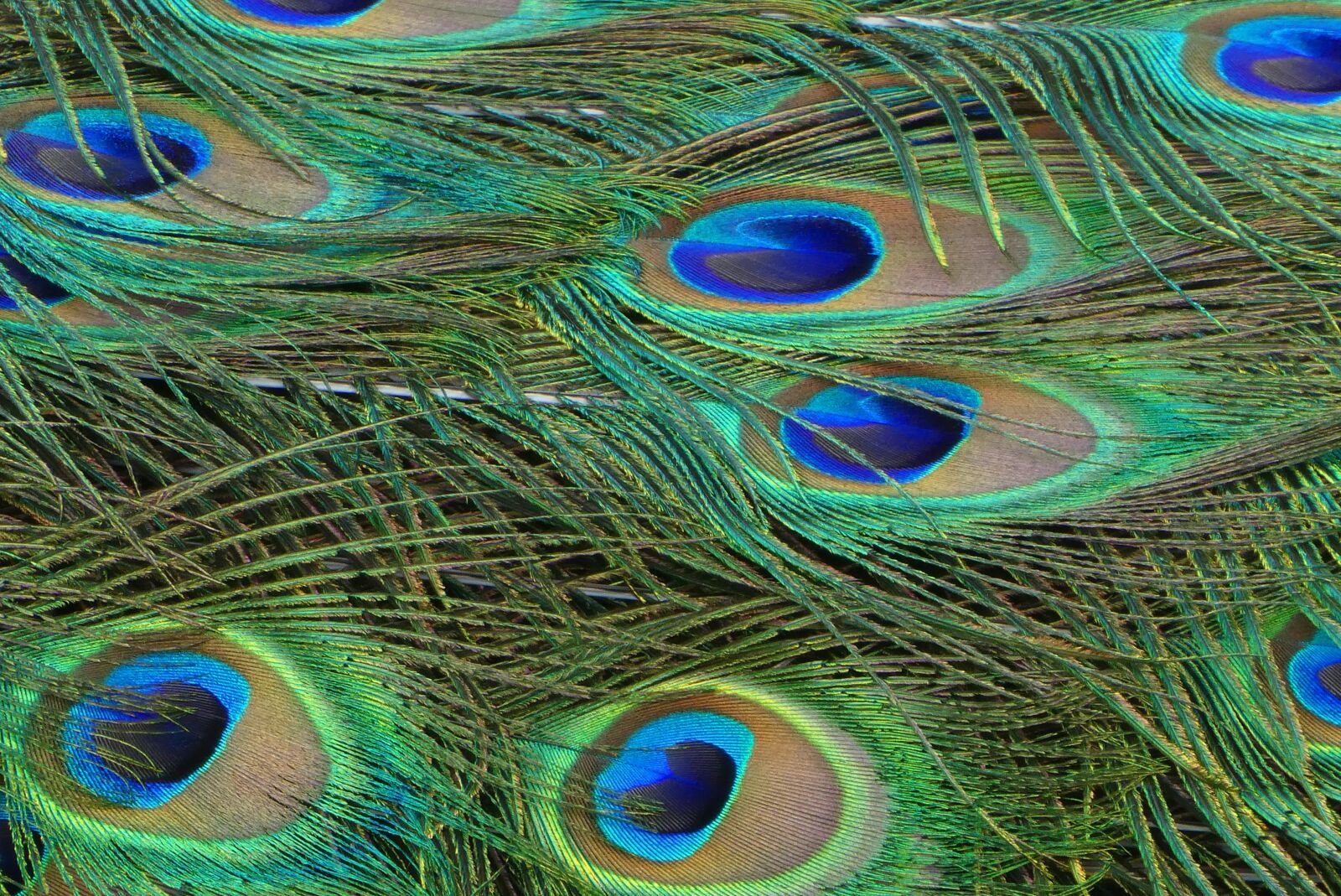 Panasonic Lumix DC-ZS70 (Lumix DC-TZ90) sample photo. Peacock feathers, feathers, colorful photography