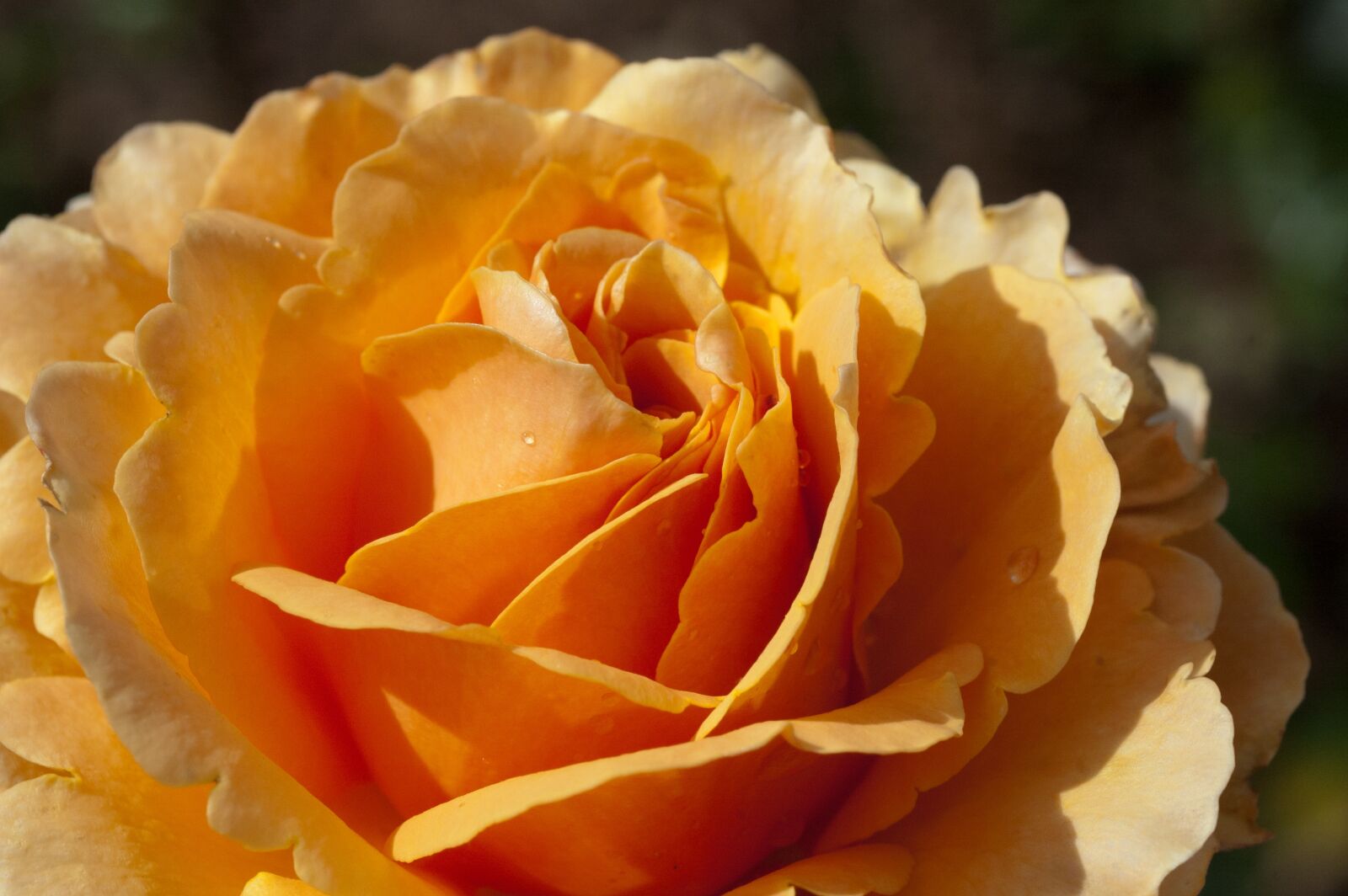 Nikon D70s sample photo. Rose, flower, nature photography