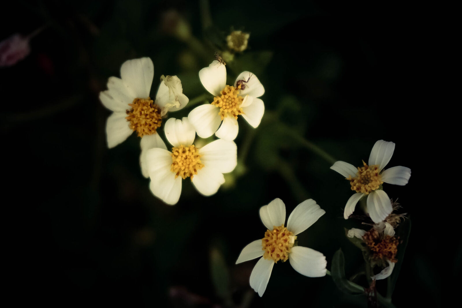 Sony a6000 sample photo