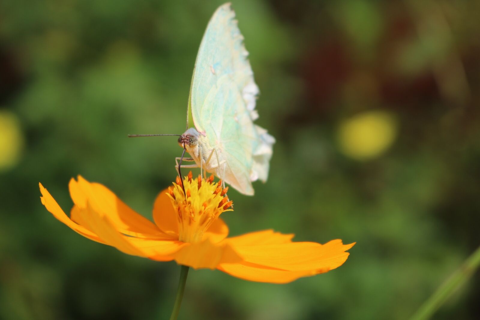 Canon EOS 750D (EOS Rebel T6i / EOS Kiss X8i) sample photo. Aster, the butterfly, yellow photography