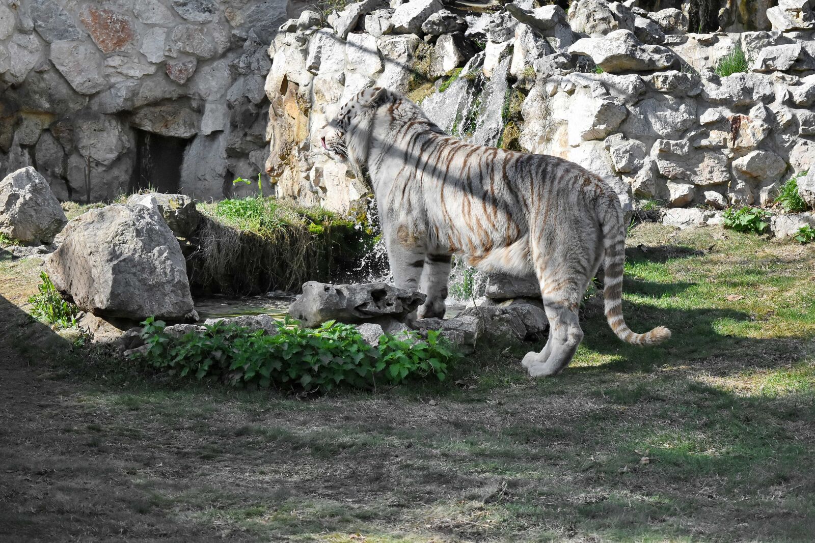 Nikon D5500 sample photo. Stripes, tiger, safari, nature photography