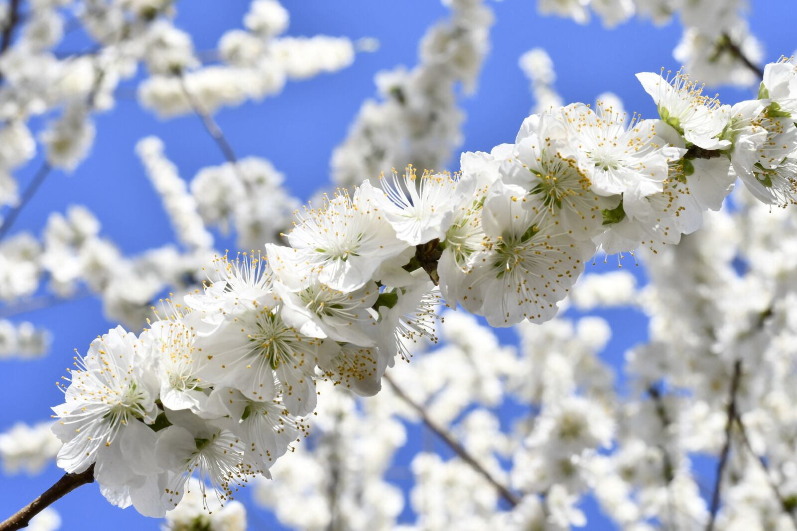 Nikon D7500 sample photo. Spring, flowers, bloom photography