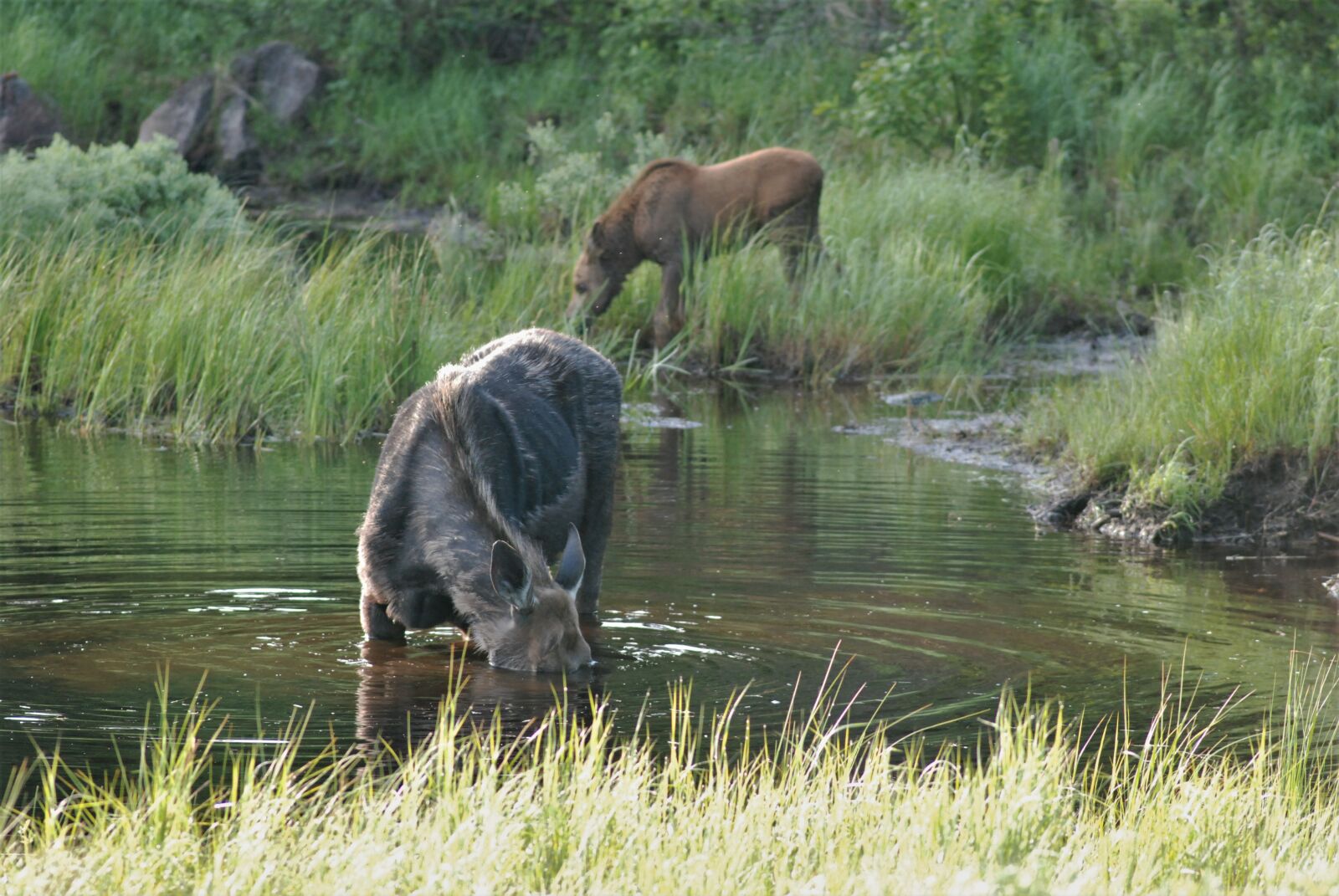 Nikon D80 sample photo. Moose, pair, moose and photography