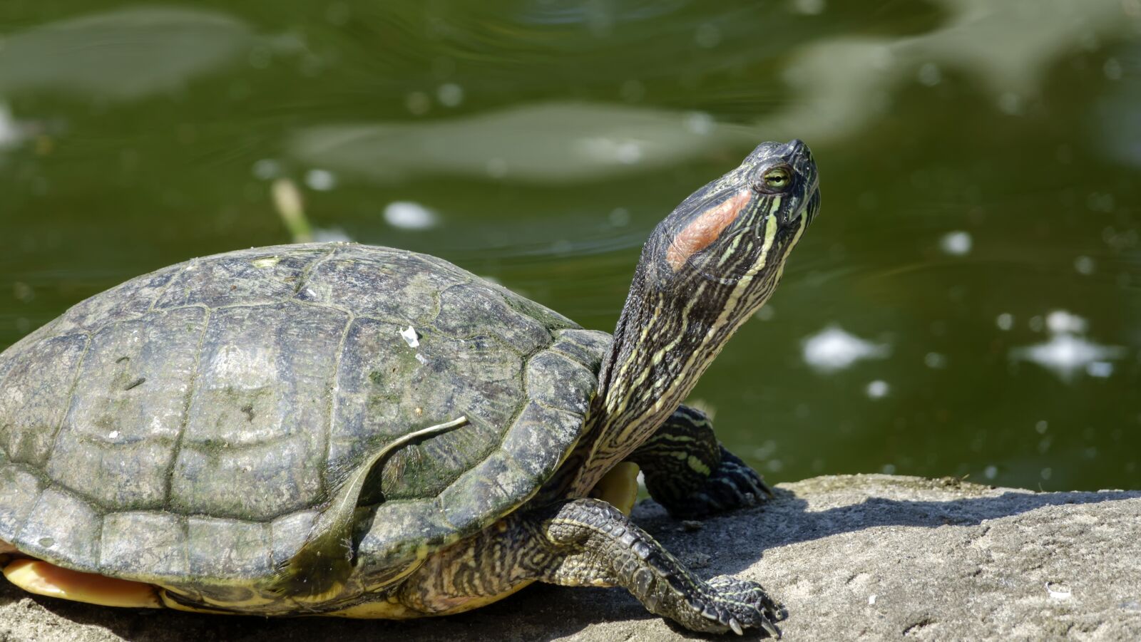 Sony Cyber-shot DSC-RX10 III sample photo. Turtle, warms, sun photography