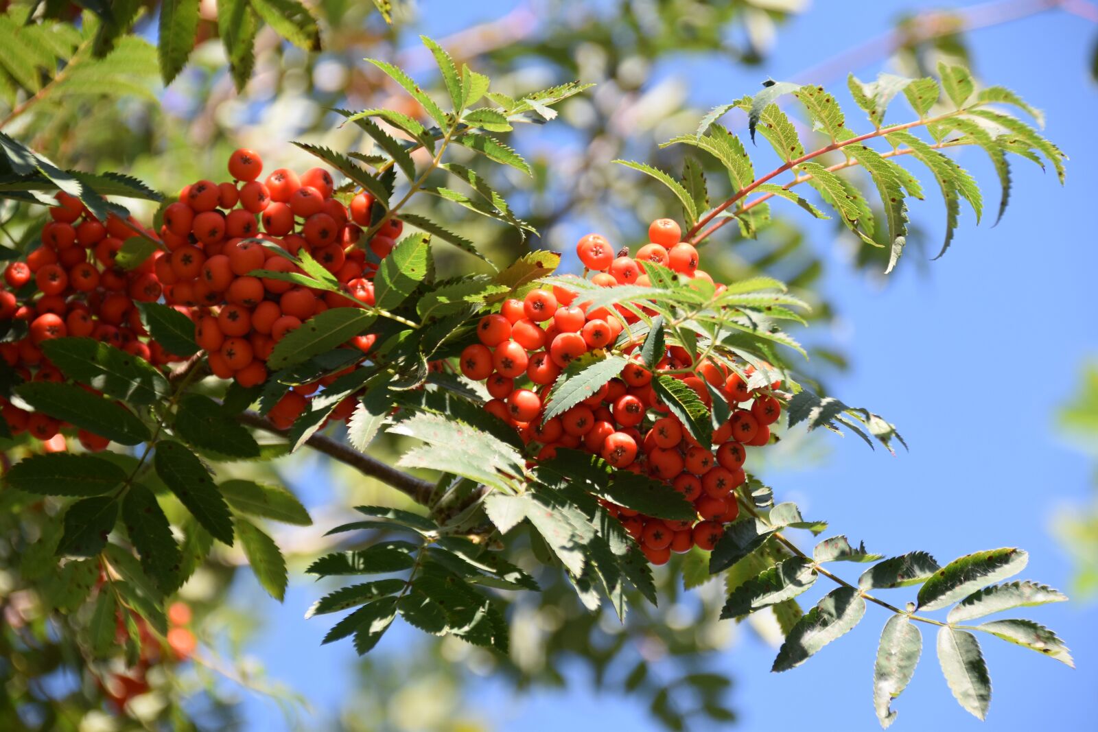 Nikon D5600 sample photo. Tree, shrub, shrub cotonenaster photography