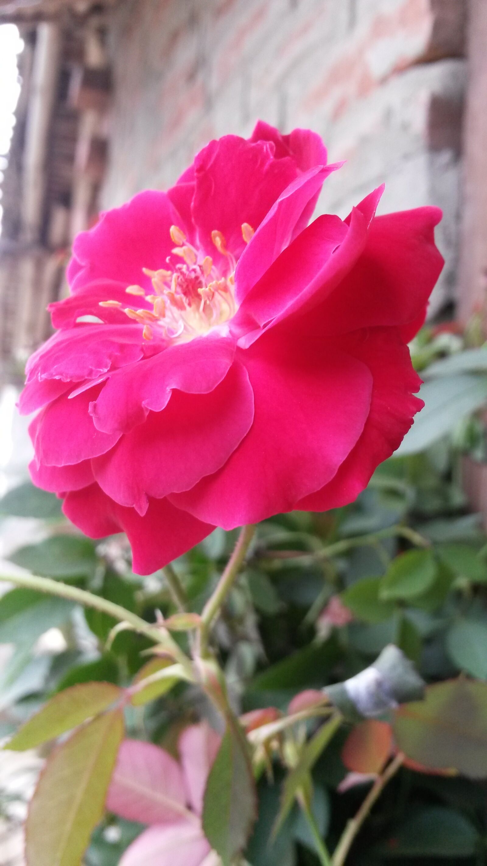 Samsung Galaxy S4 Mini sample photo. Red, rose photography