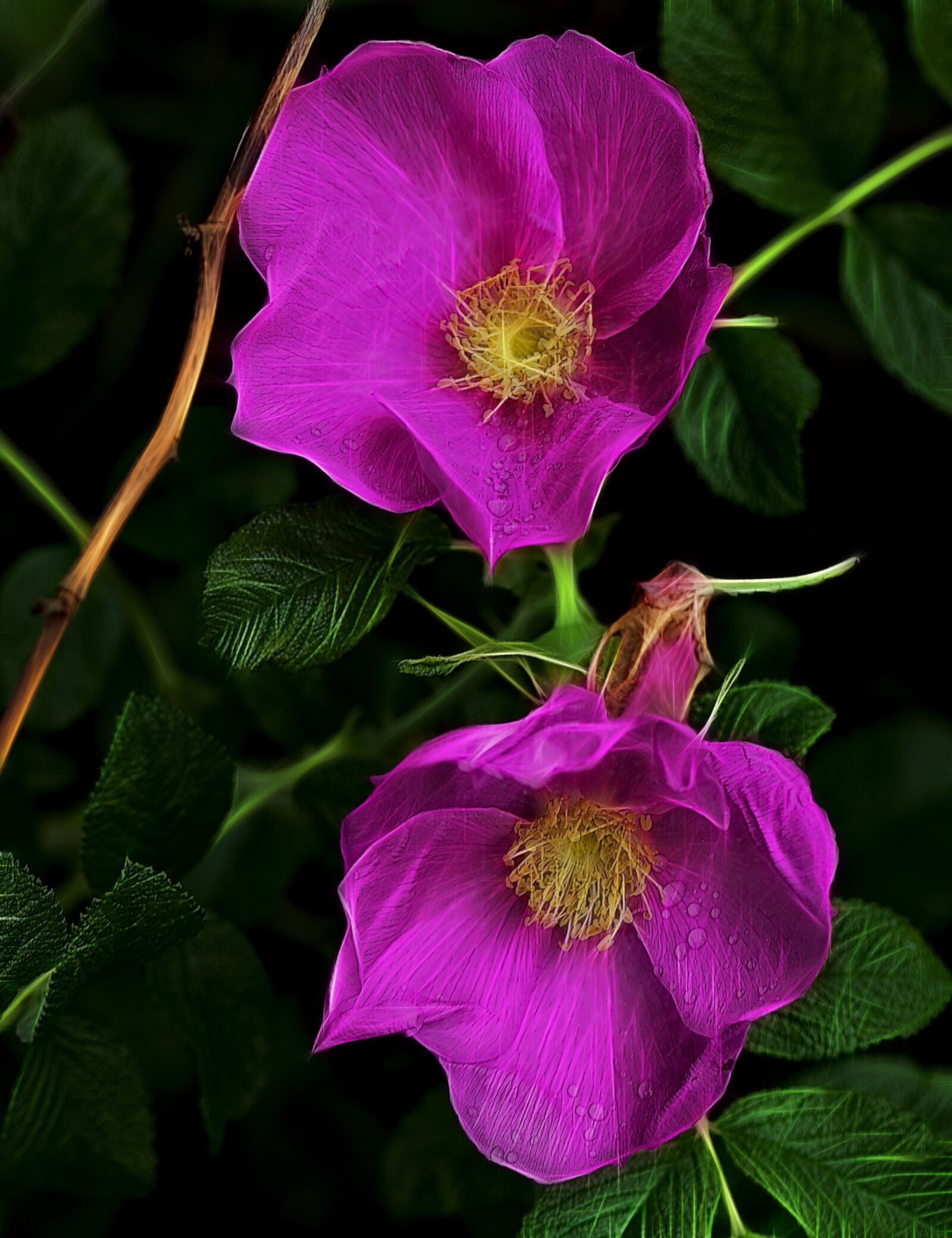 Canon EOS 5D Mark II sample photo. Flower, plant, garden photography