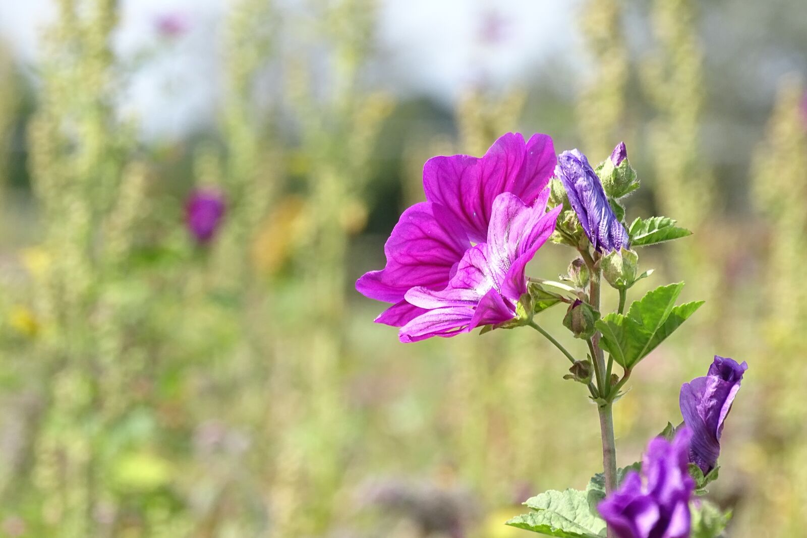 Sony Cyber-shot DSC-HX400V sample photo. Flower, flowers, pink photography