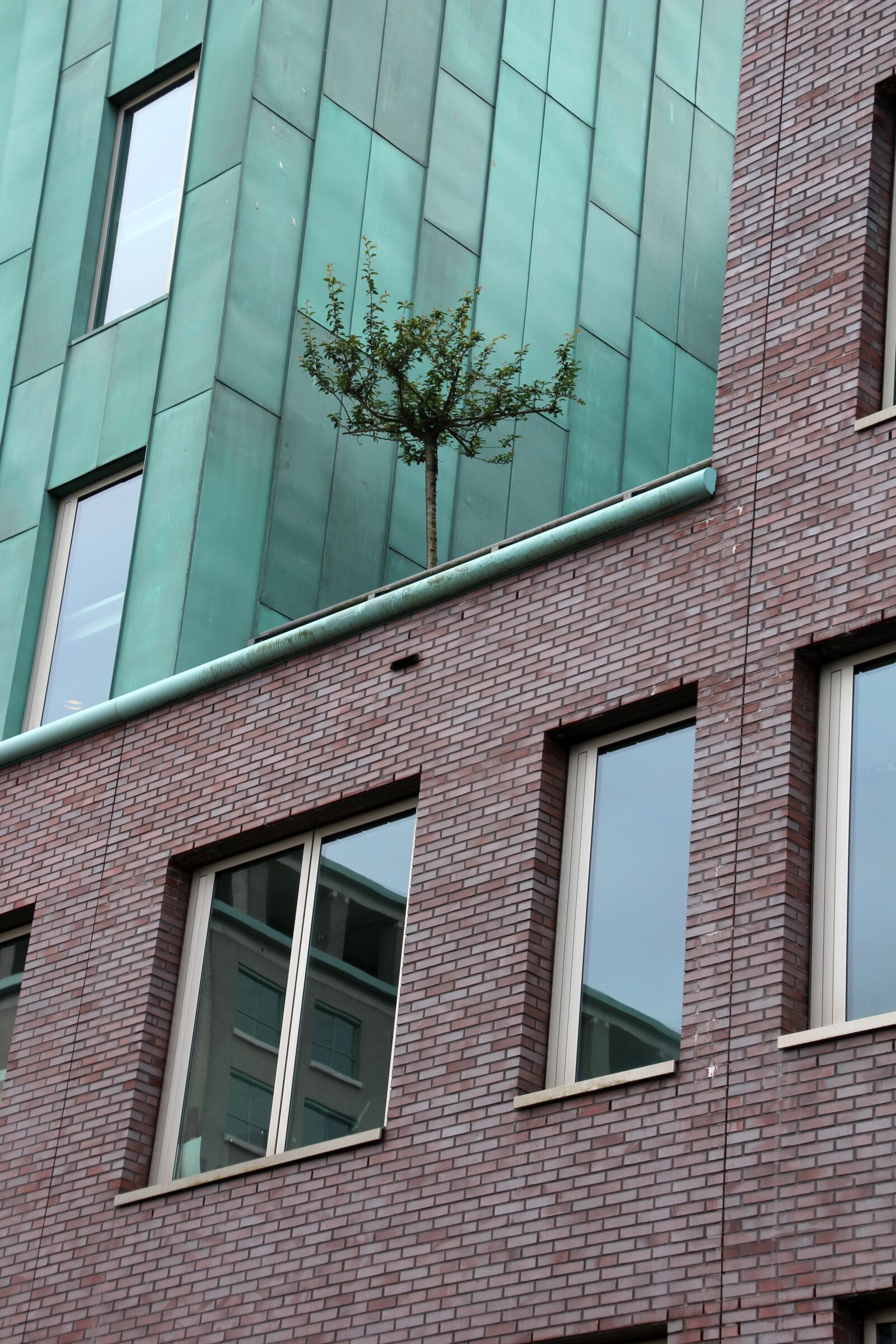 Canon EOS 60D sample photo. Tree in the house photography